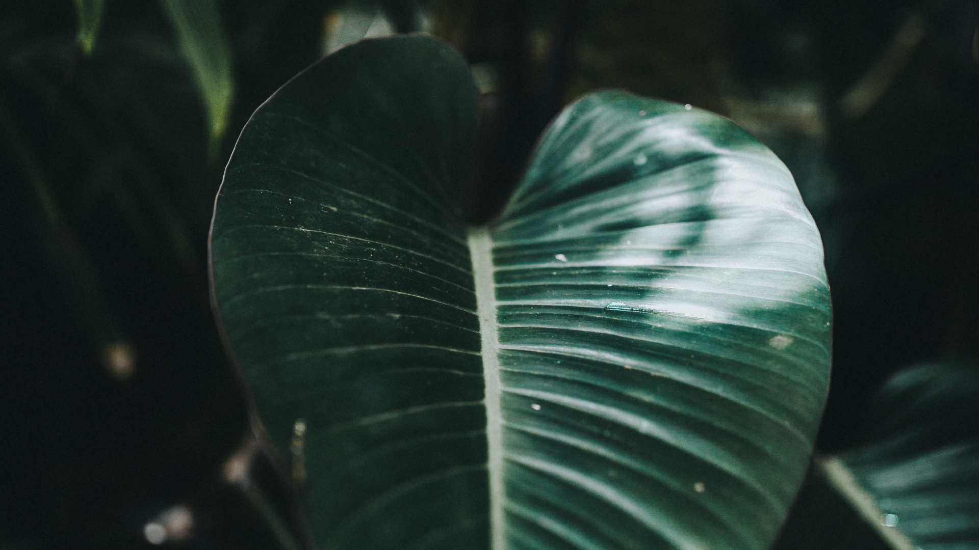 Обои лист, зеленый, окружающая среда, ботаники, вода в разрешении 1920x1080