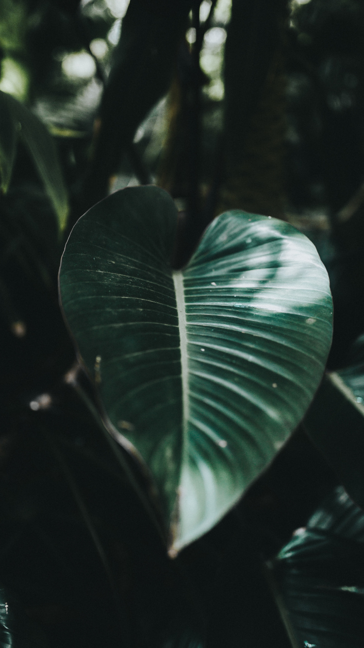 Обои лист, зеленый, окружающая среда, ботаники, вода в разрешении 750x1334