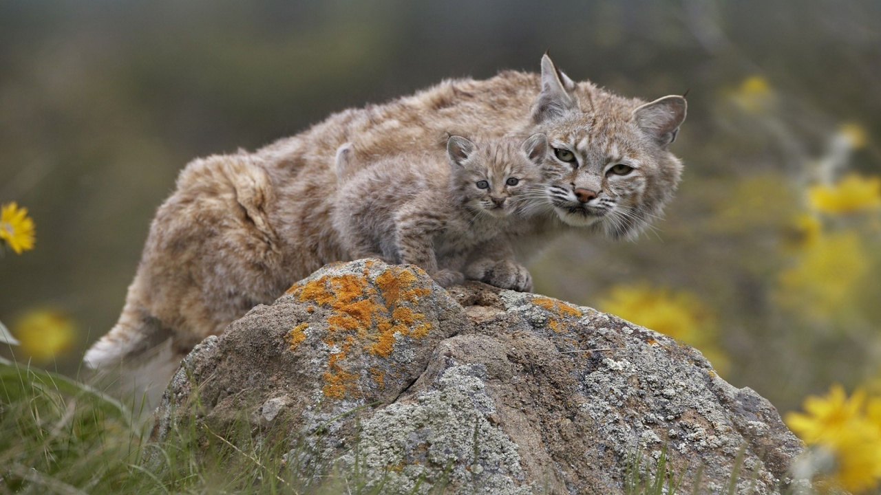 Обои Евразийская рысь, Дикая кошка, кошачьих, рысь, Каракал в разрешении 1280x720
