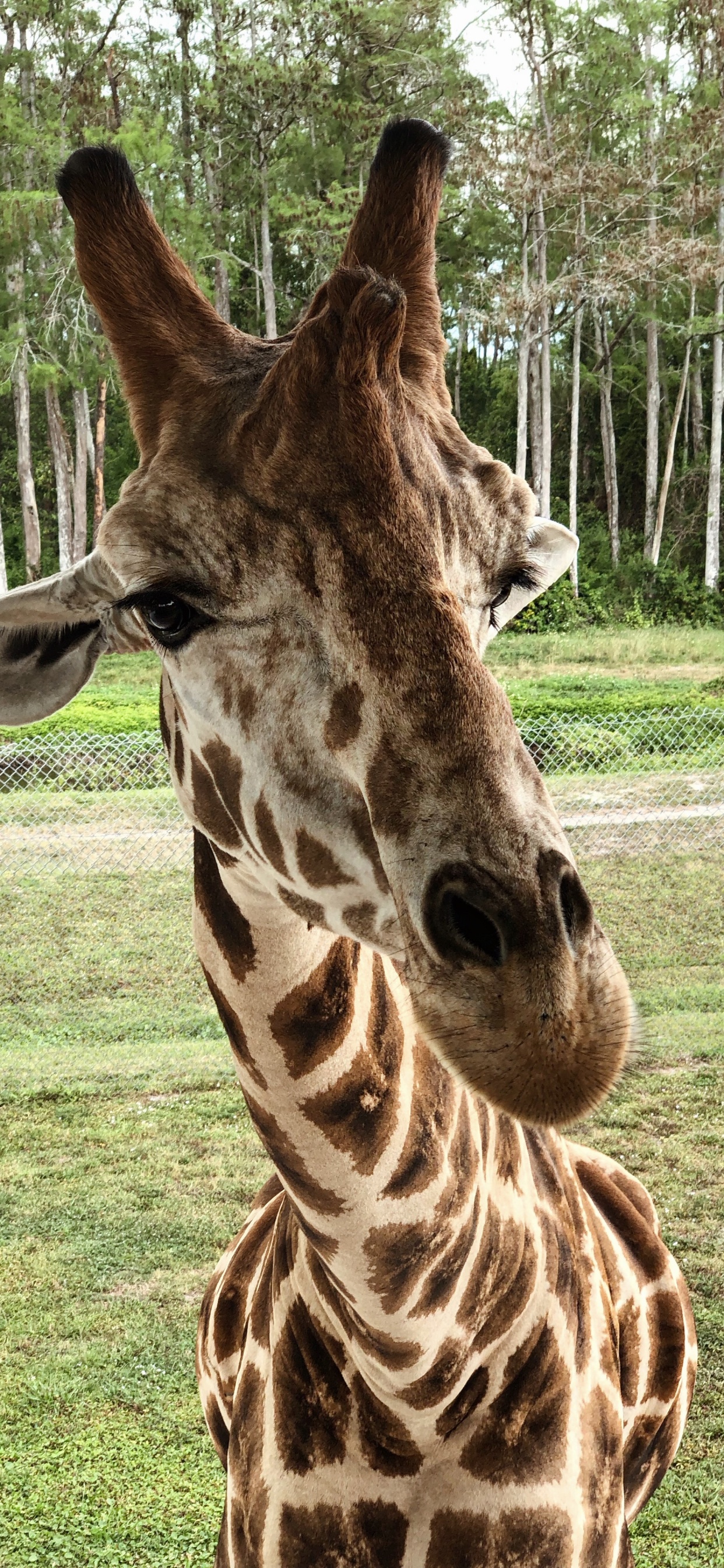 Обои Жираф, наземные животные, наука, биология, природа в разрешении 1242x2688