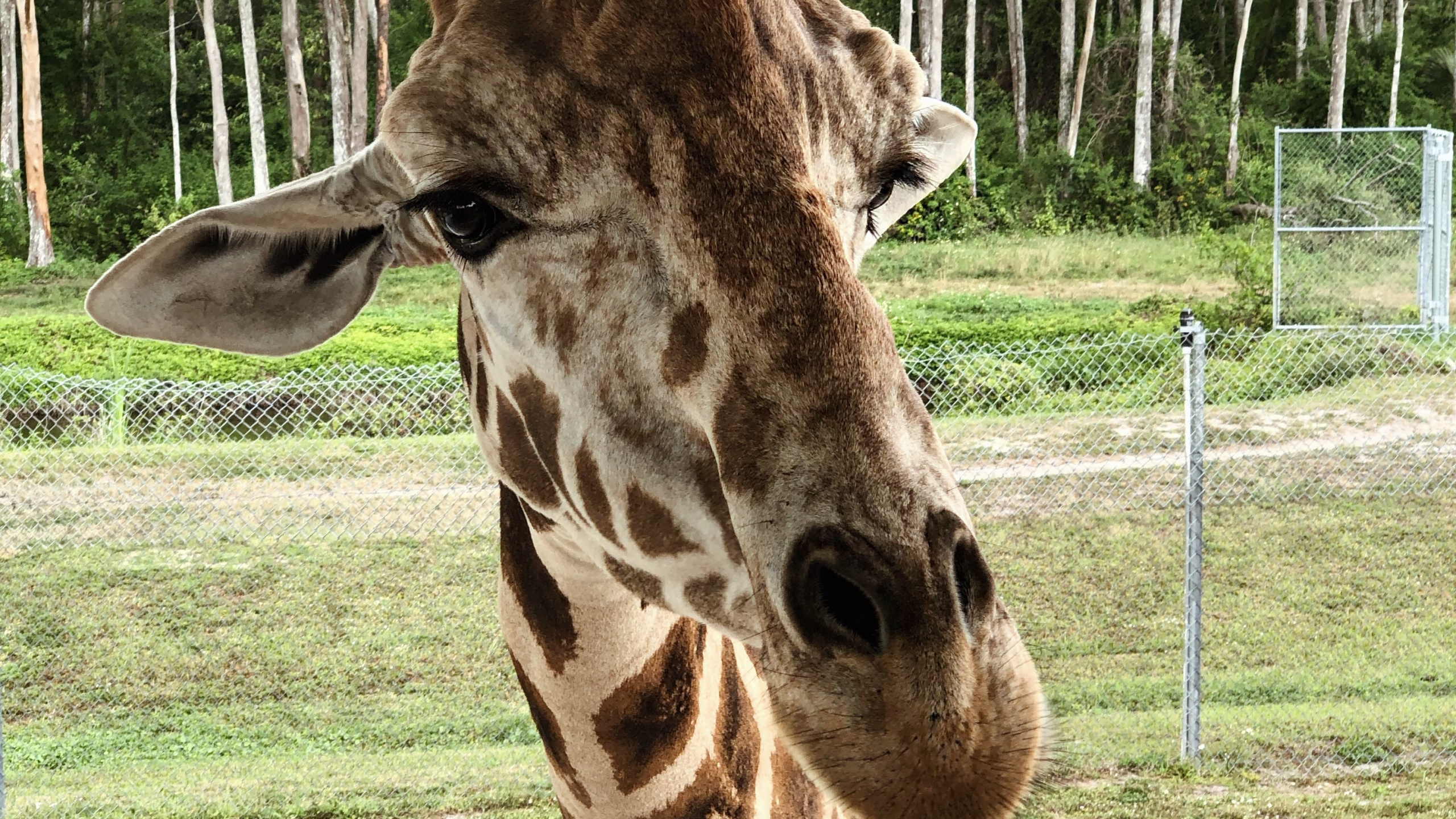 Обои Жираф, наземные животные, наука, биология, природа в разрешении 2560x1440