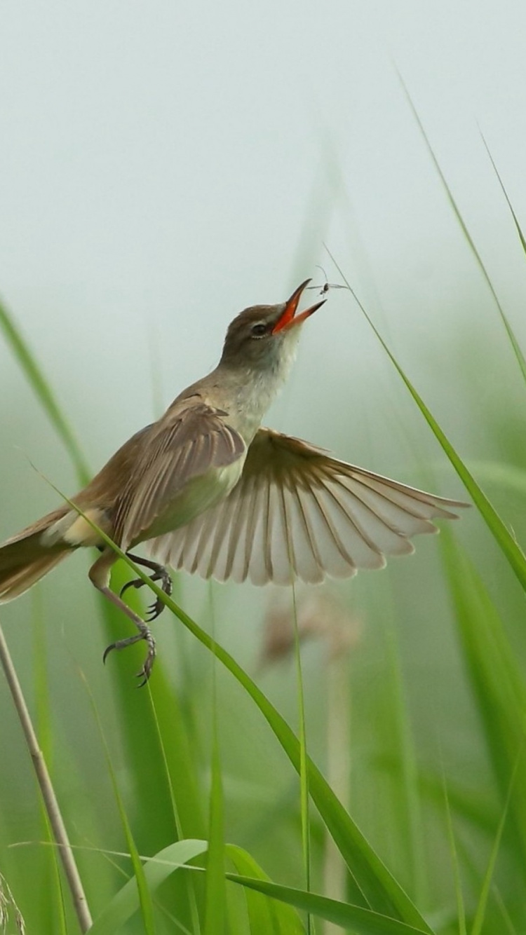 Обои птица, клюв, живая природа, семейство травы, крыло в разрешении 750x1334