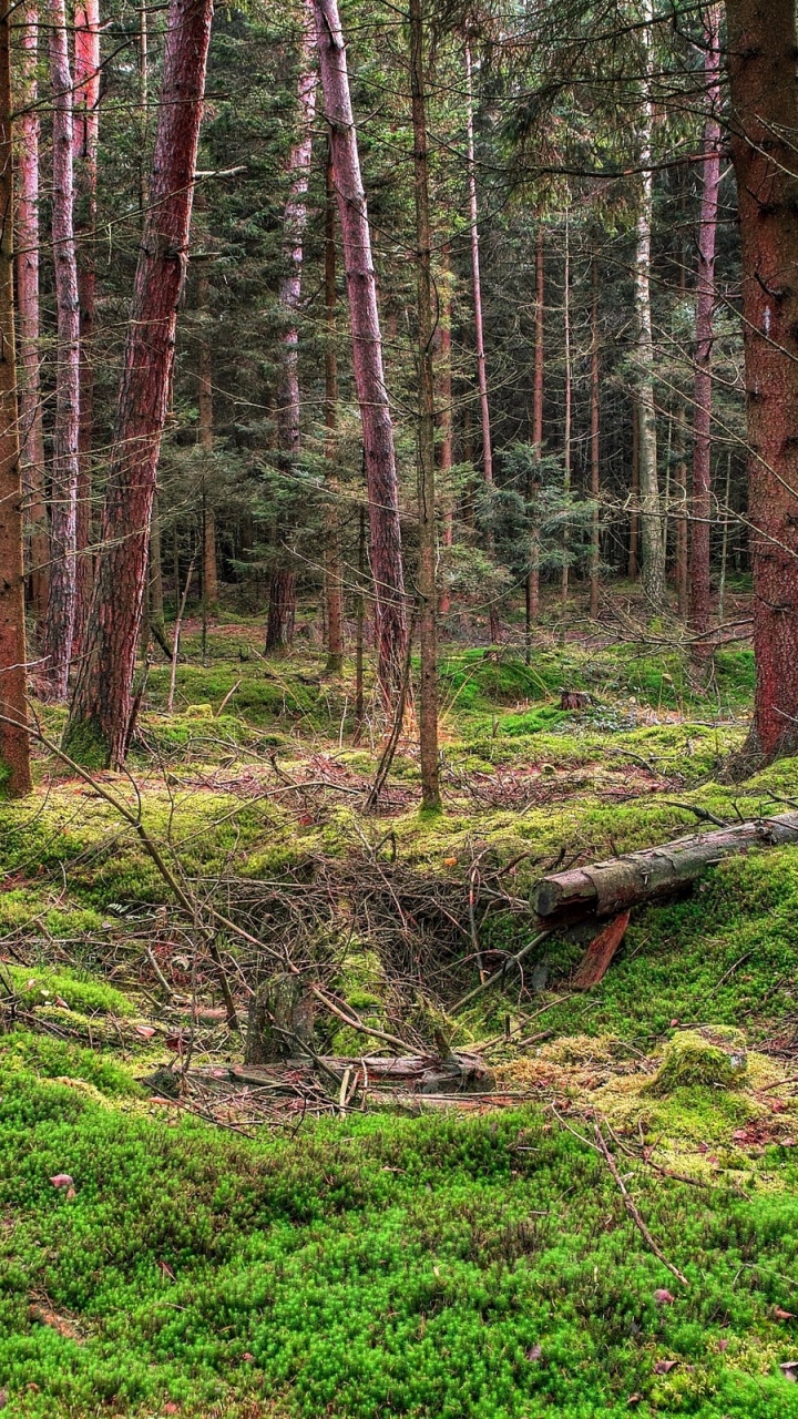 Обои лес, лесистая местность, ель еловый лес, елово пихтовые леса, тропические леса в разрешении 720x1280