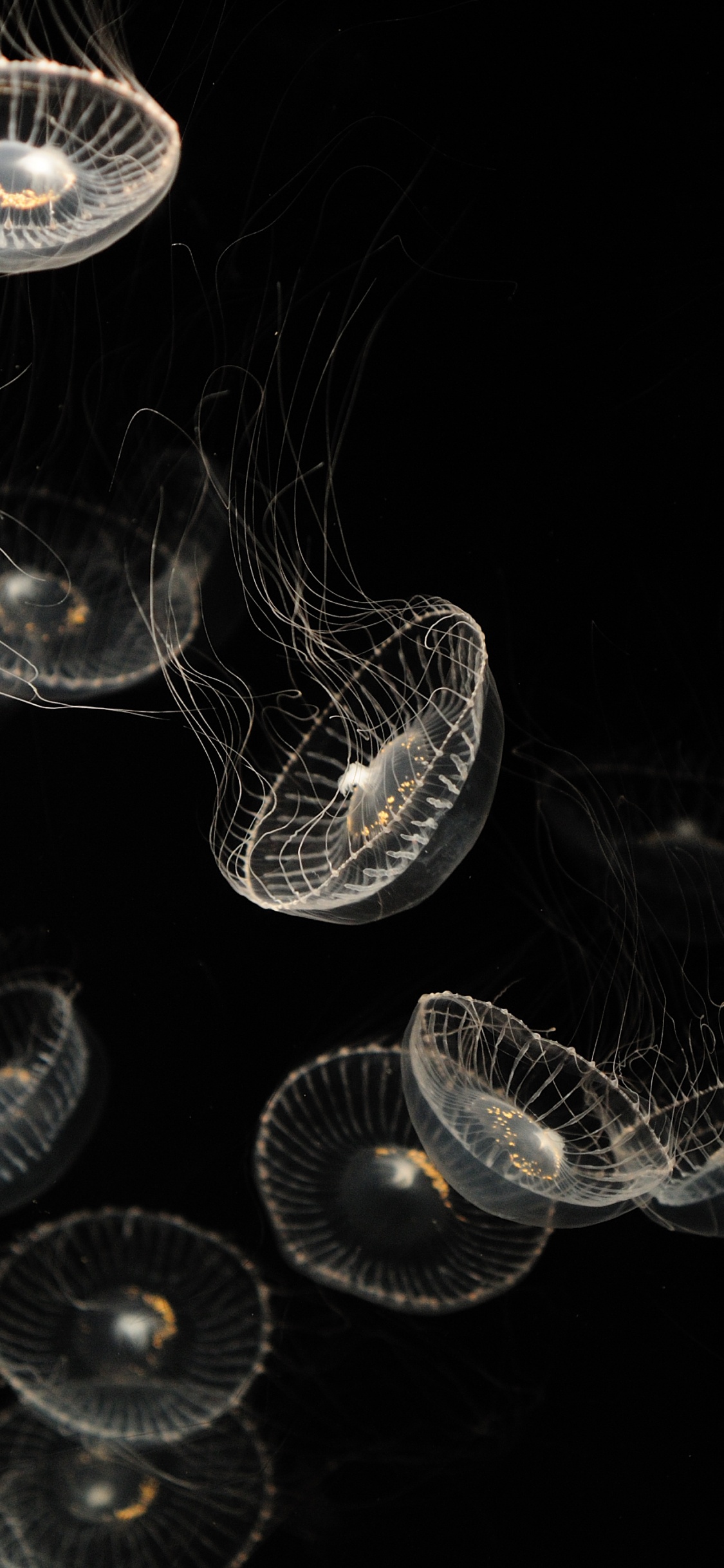 Обои компания, прозрачный материал, стекло, вода, смерть в разрешении 1125x2436