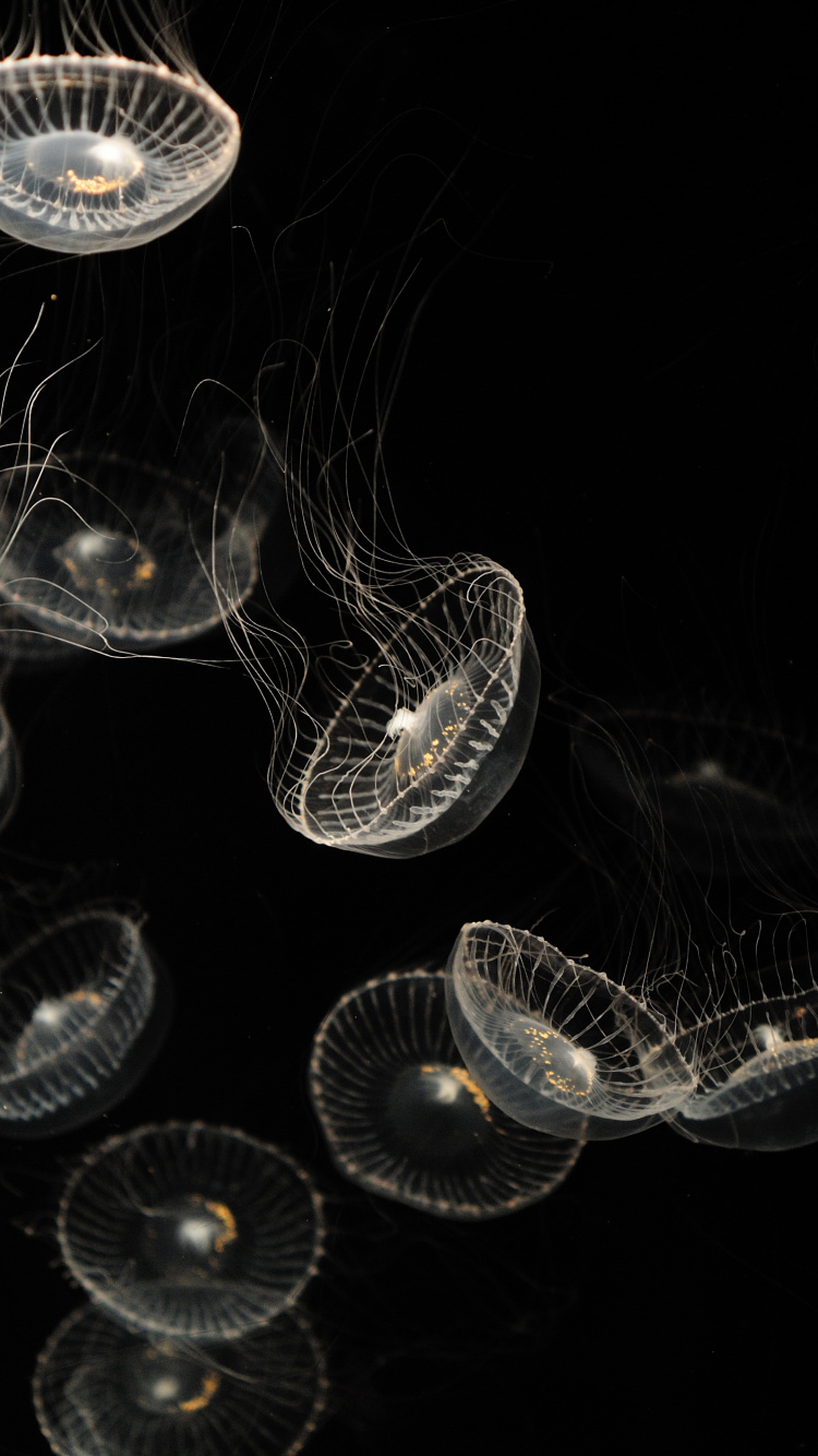 Обои компания, прозрачный материал, стекло, вода, смерть в разрешении 750x1334