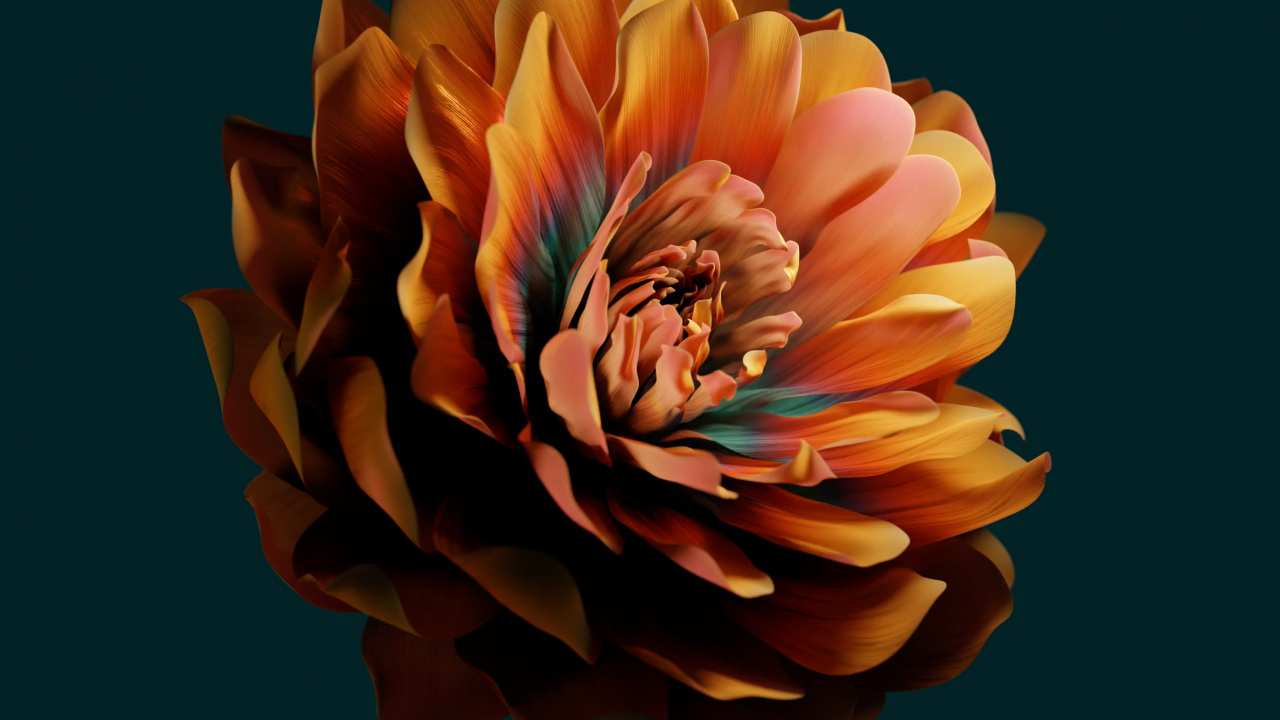 Обои Huawei, huawei emui, цветок, Xiaomi, лепесток в разрешении 1280x720