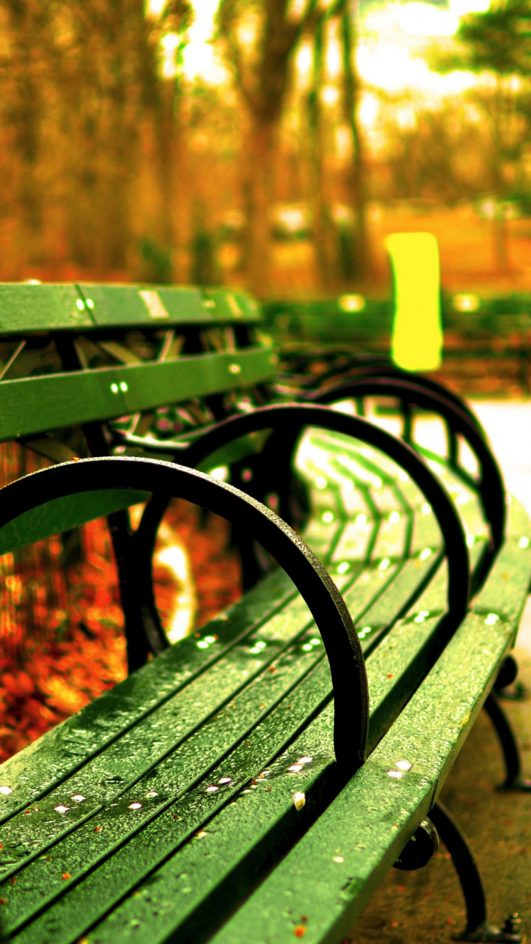 Обои зеленый, лист, солнечный свет, дерево, осень в разрешении 750x1334