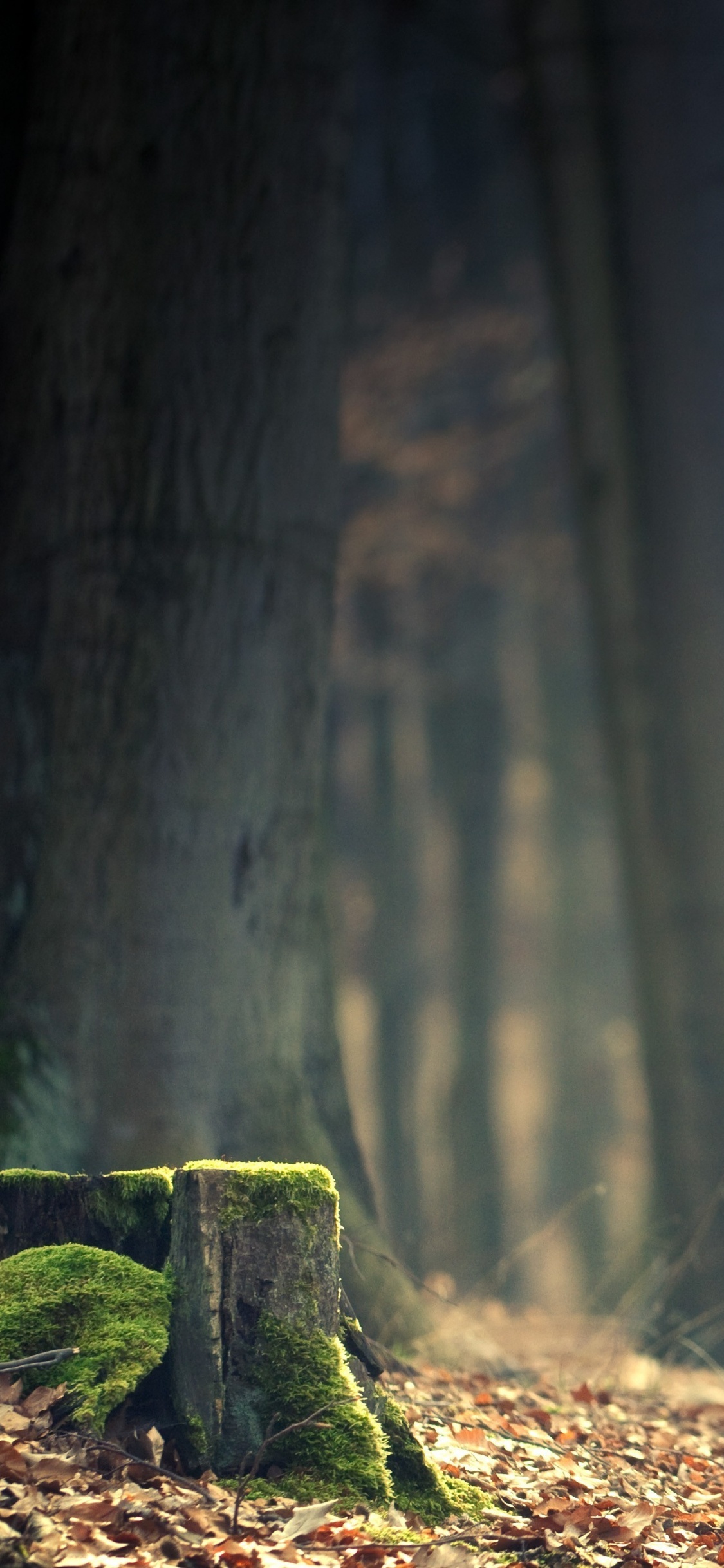 Обои дерево, лес, древесина, лесистая местность, атмосфера в разрешении 1125x2436