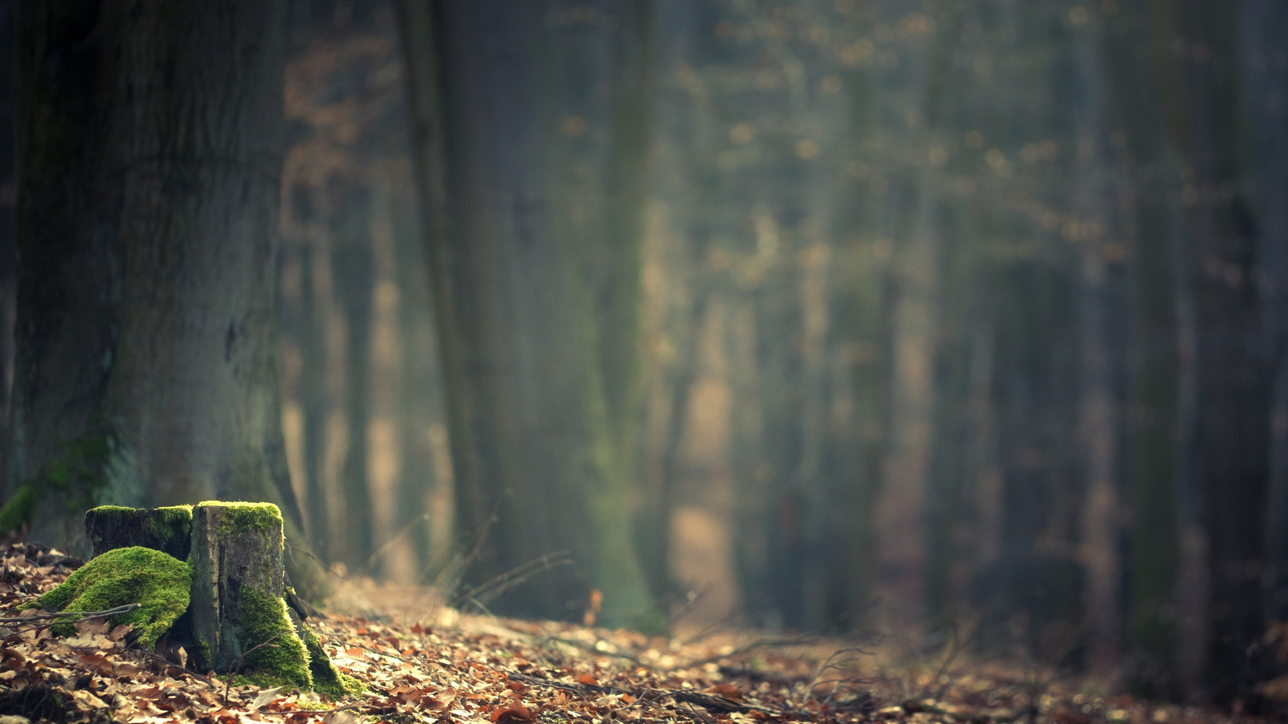 Обои дерево, лес, древесина, лесистая местность, атмосфера в разрешении 2560x1440