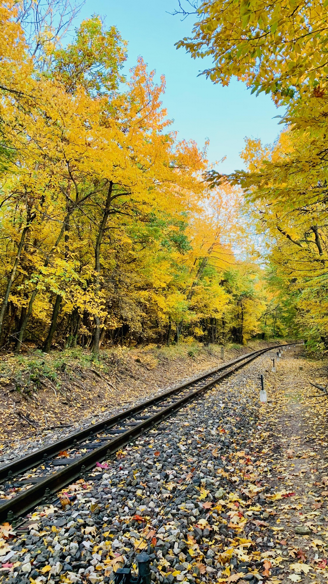 Обои трек, растение, Люди в природе, лист, природный ландшафт в разрешении 1080x1920