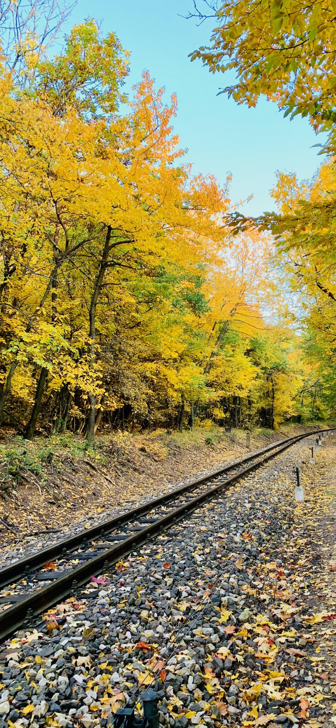 Обои трек, растение, Люди в природе, лист, природный ландшафт в разрешении 1125x2436