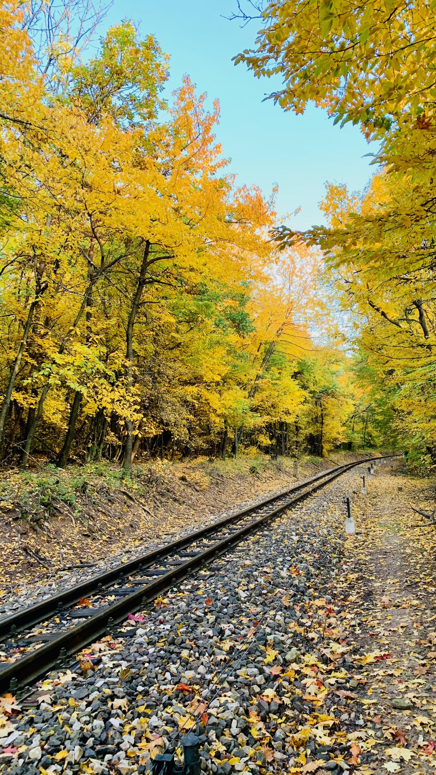 Обои трек, растение, Люди в природе, лист, природный ландшафт в разрешении 1440x2560