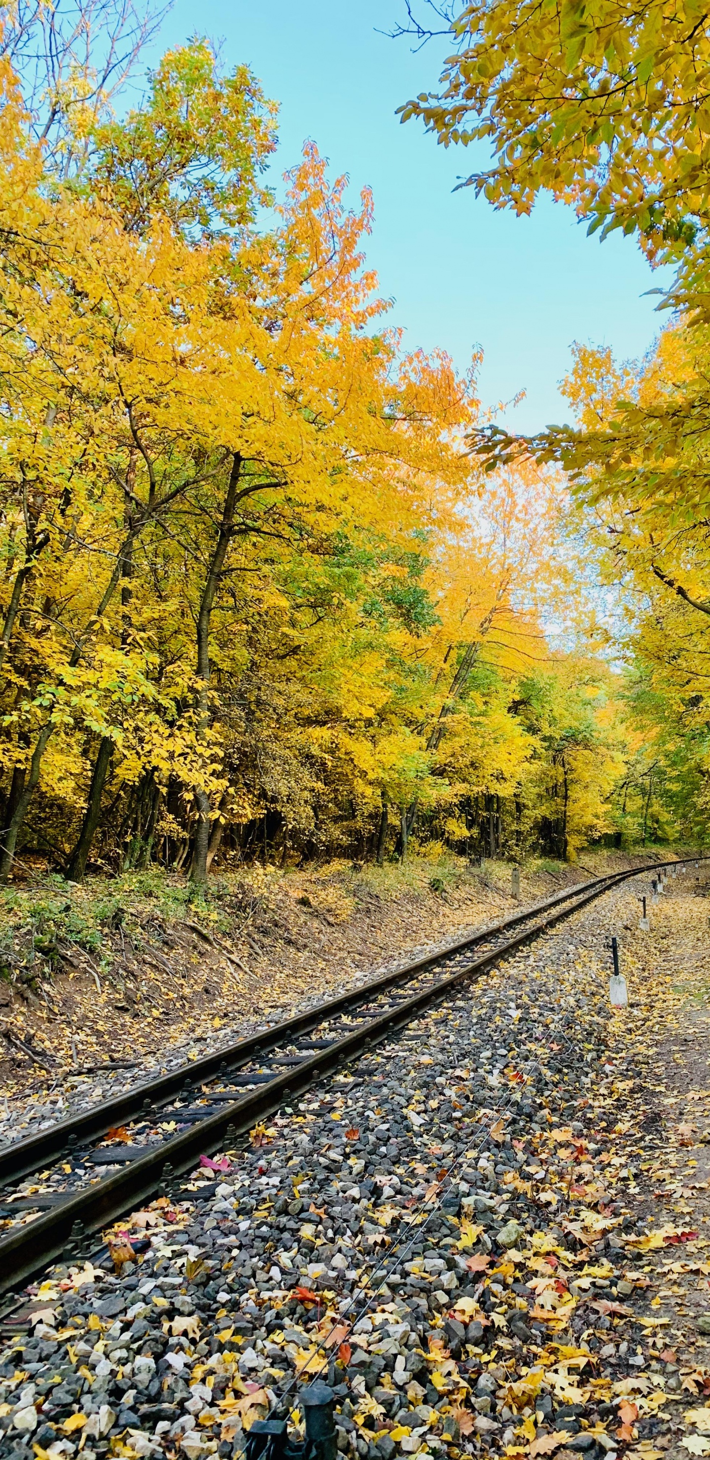 Обои трек, растение, Люди в природе, лист, природный ландшафт в разрешении 1440x2960