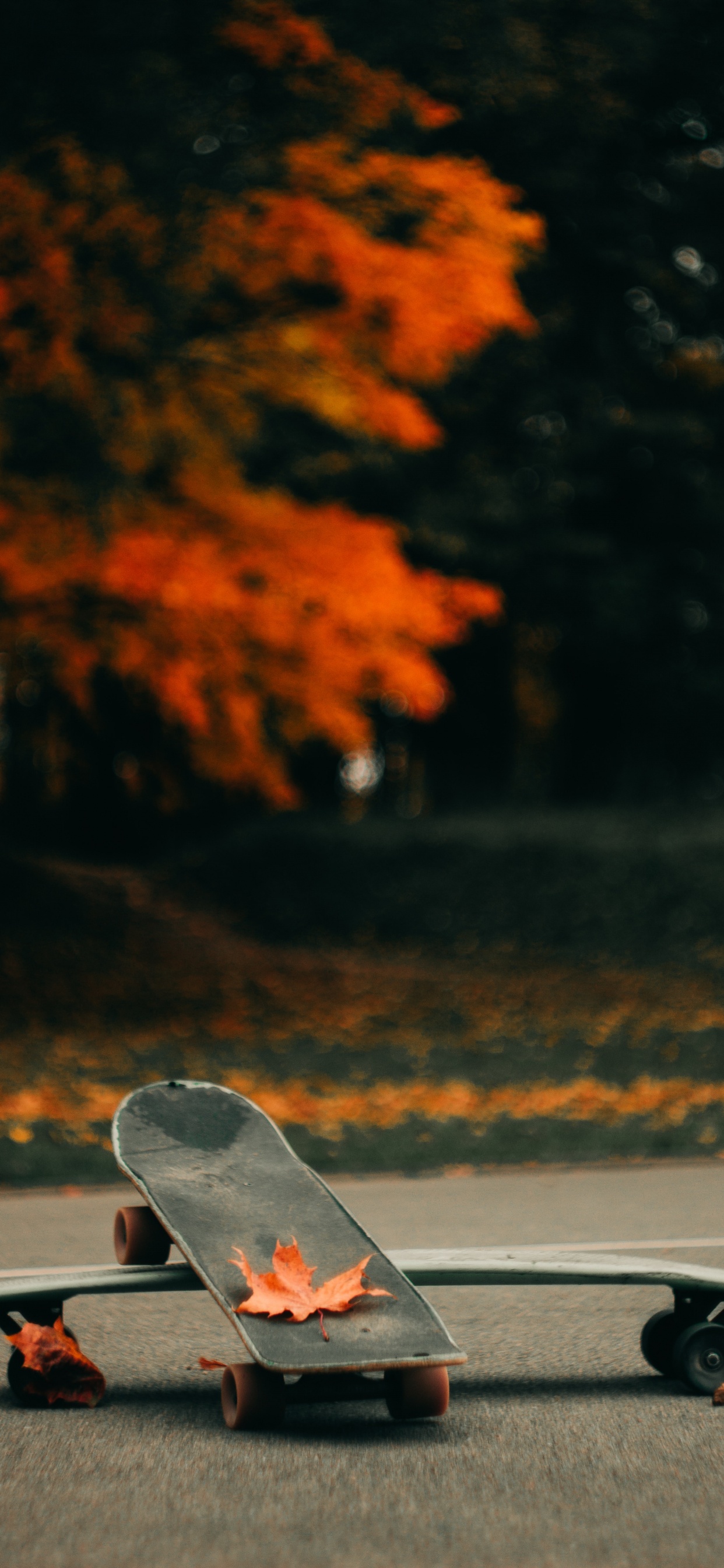 Обои скейтборд, скейтбординг, Лонгбординг, Лонгборд, boardsport в разрешении 1242x2688