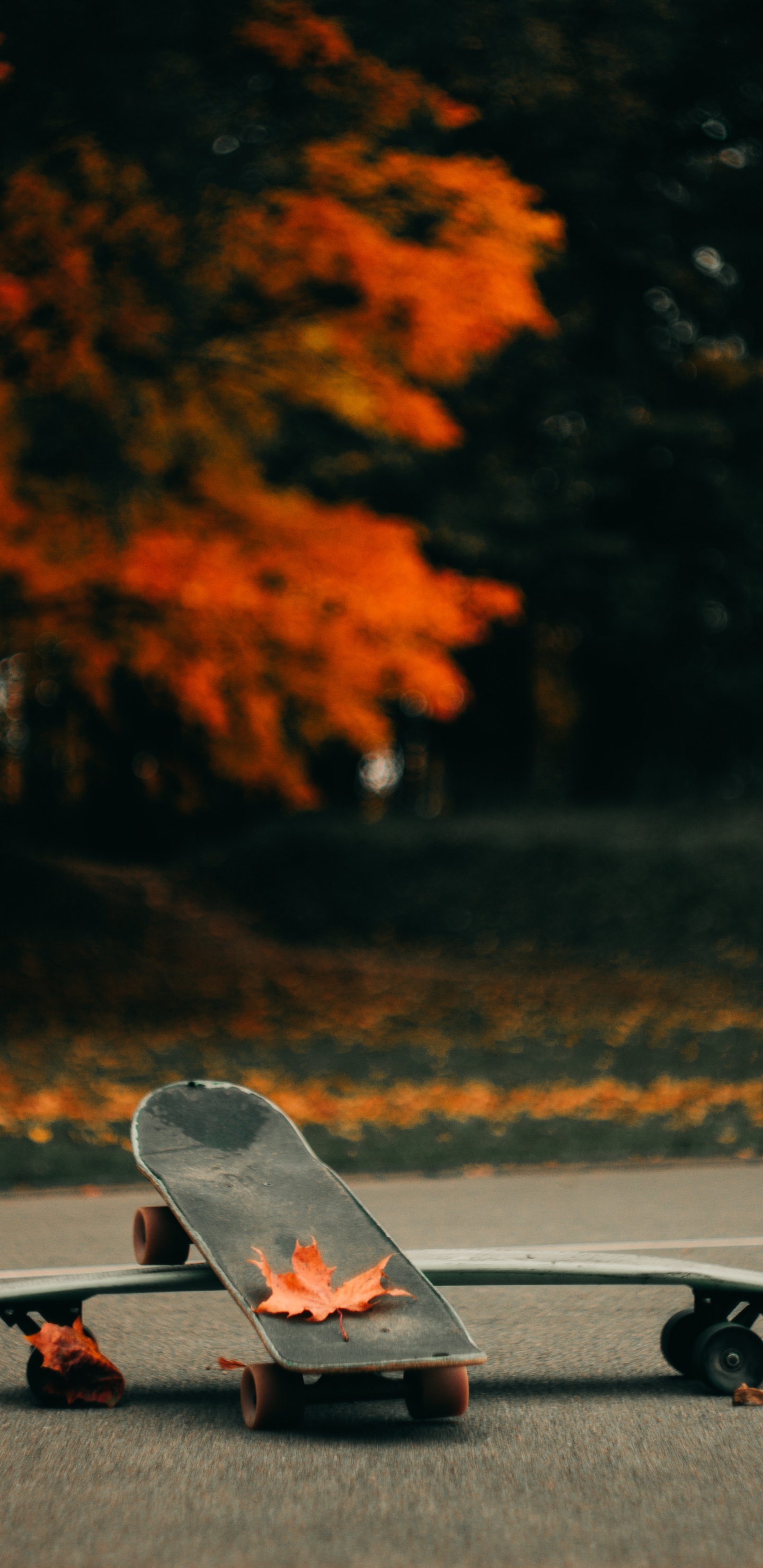 Обои скейтборд, скейтбординг, Лонгбординг, Лонгборд, boardsport в разрешении 1440x2960