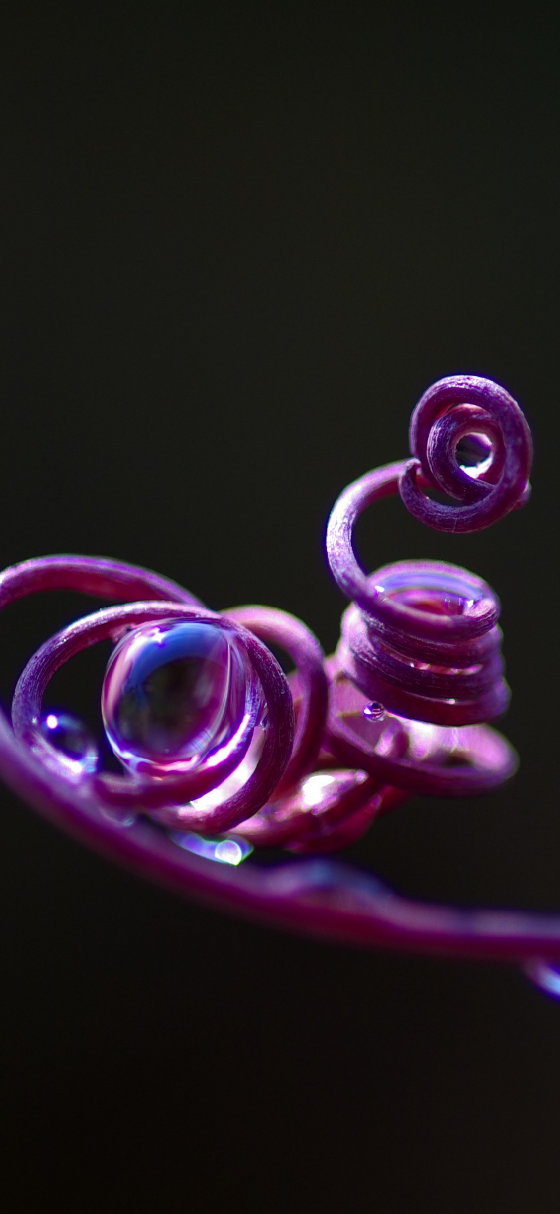 Обои розовый, пурпур, Фиолетовый, вода, пурпурный цвет в разрешении 1125x2436