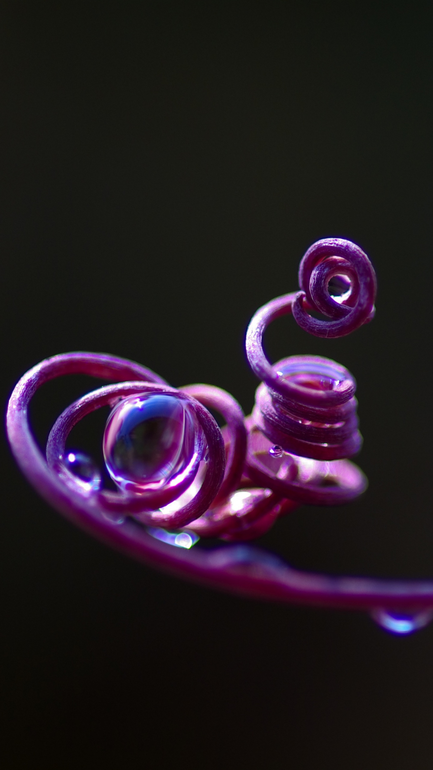 Обои розовый, пурпур, Фиолетовый, вода, пурпурный цвет в разрешении 1440x2560