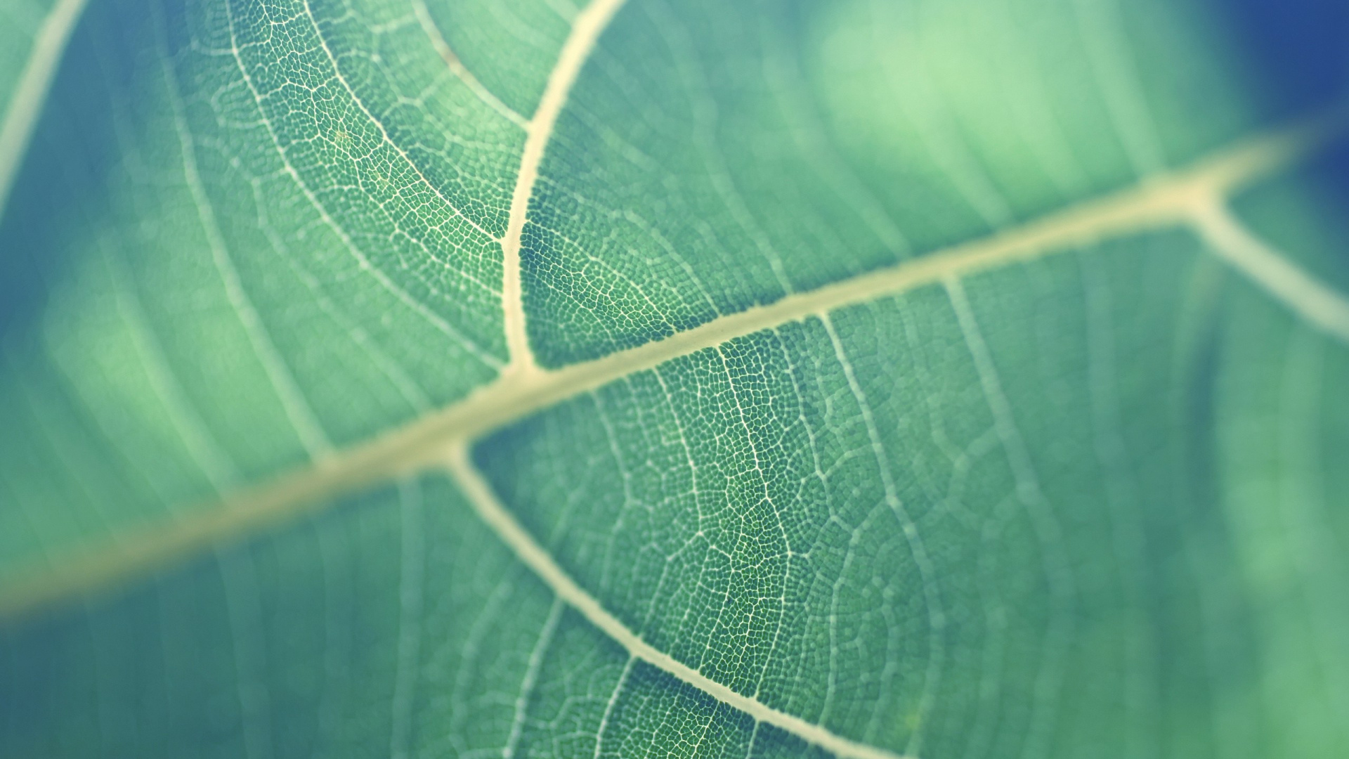 Обои лист, зеленый, растение, завод, крупный план в разрешении 1920x1080