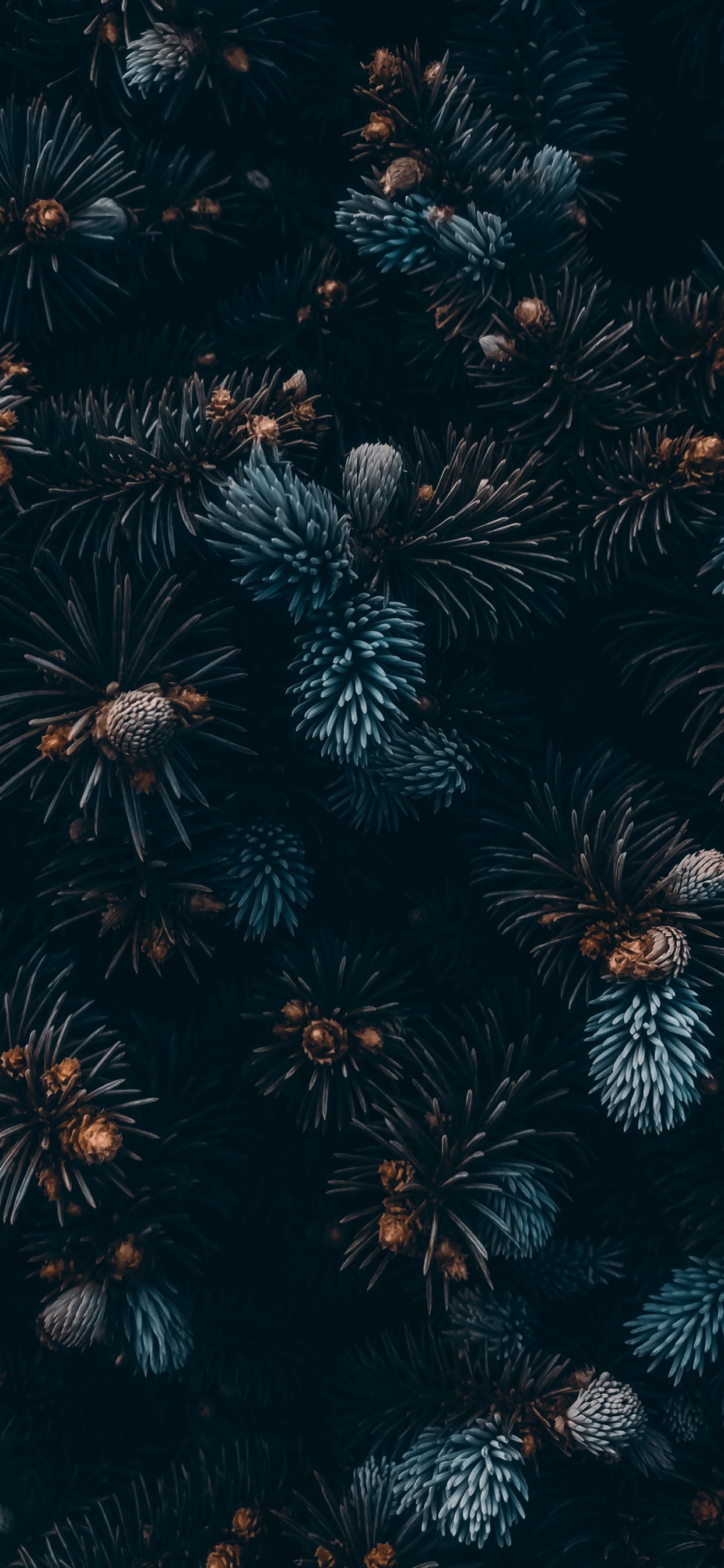 Обои растение, наземное растение, растительность, полночь, симметрия в разрешении 1242x2688