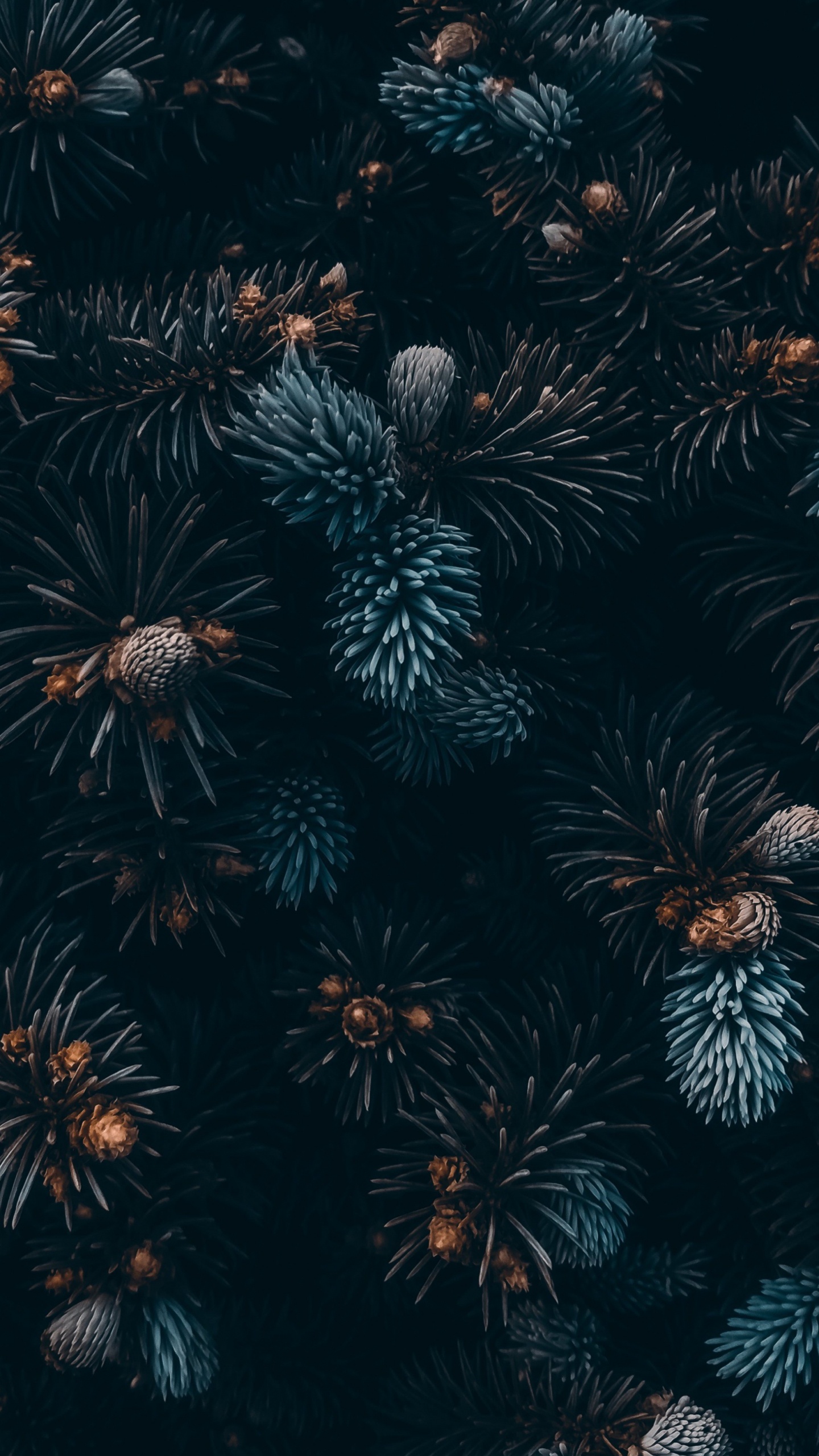 Обои растение, наземное растение, растительность, полночь, симметрия в разрешении 1440x2560