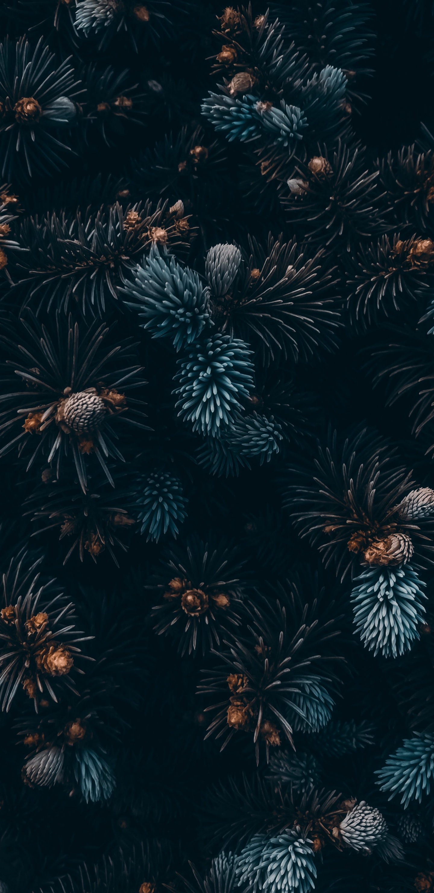 Обои растение, наземное растение, растительность, полночь, симметрия в разрешении 1440x2960