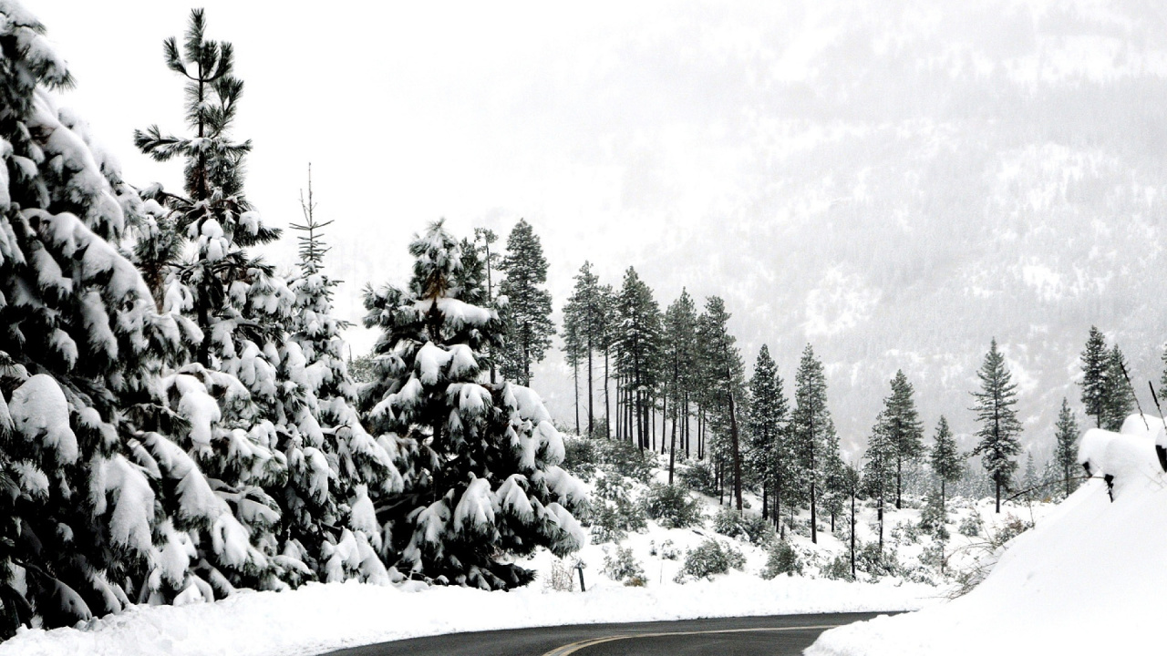 Обои снег, дерево, замораживание, древесные растения, семейства сосновых в разрешении 1280x720