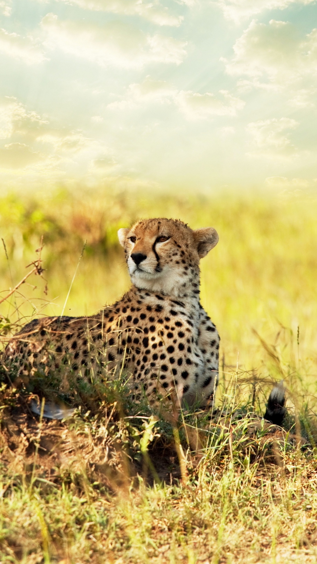 Обои наземные животные, живая природа, Гепард, сенокосное угодье, Саванна в разрешении 1080x1920