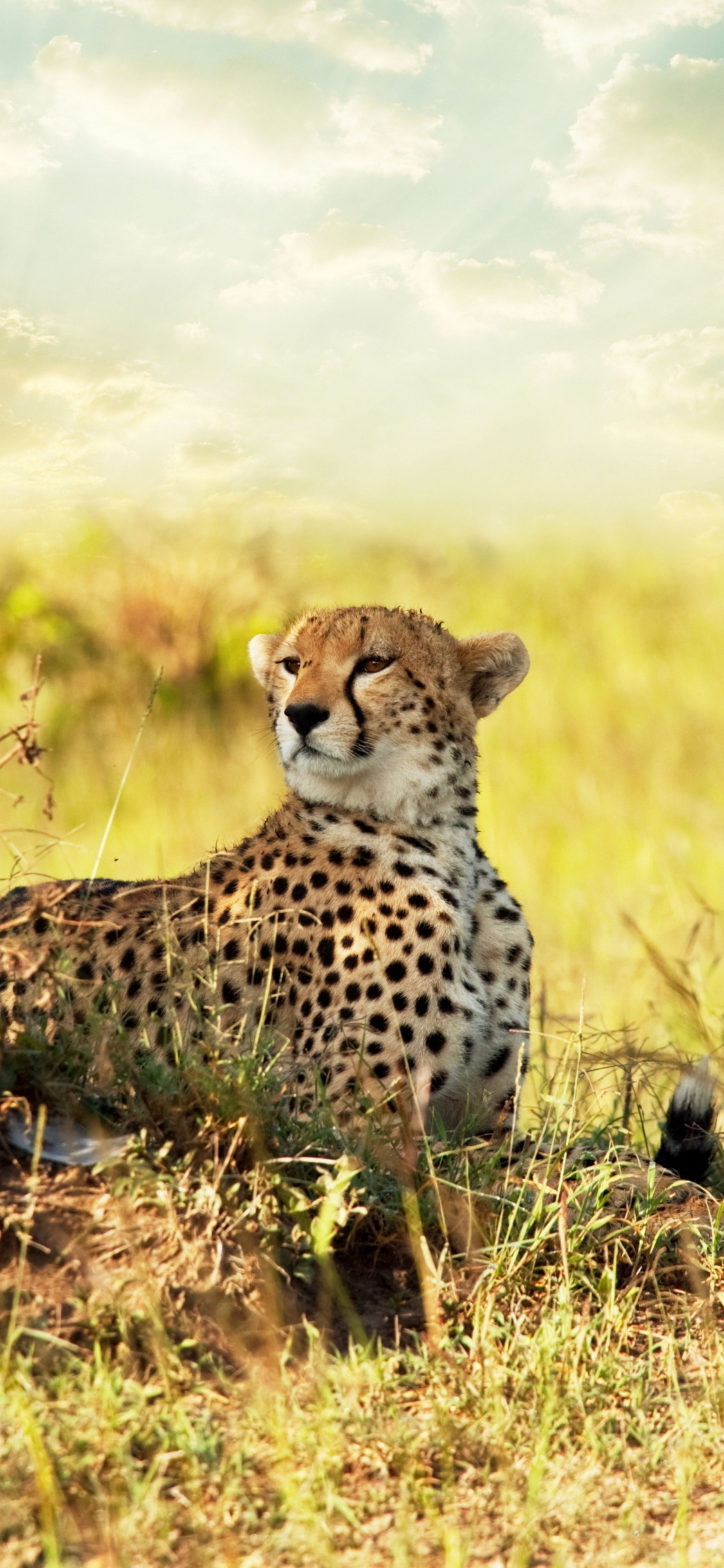 Обои наземные животные, живая природа, Гепард, сенокосное угодье, Саванна в разрешении 1125x2436