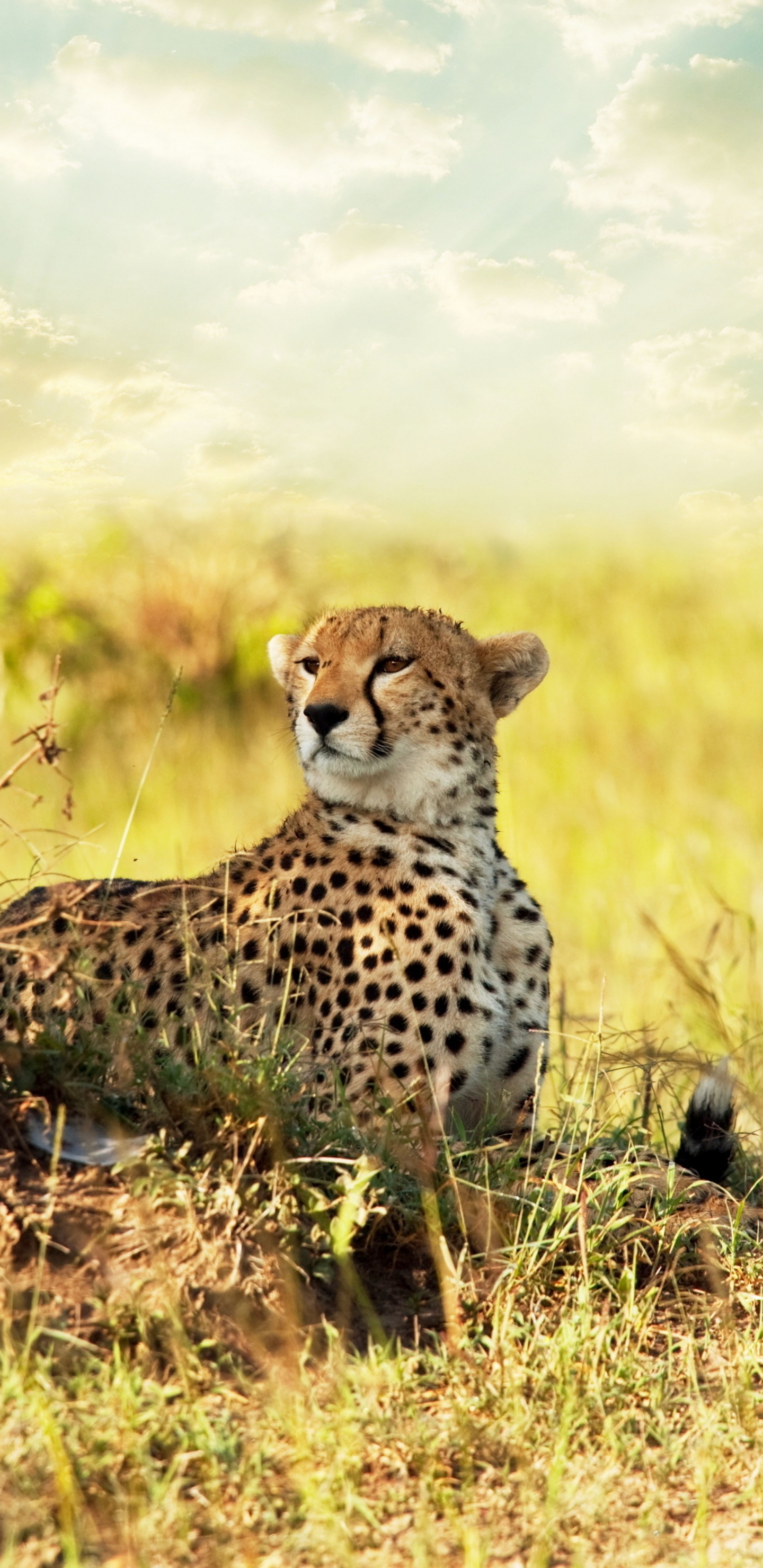 Обои наземные животные, живая природа, Гепард, сенокосное угодье, Саванна в разрешении 1440x2960