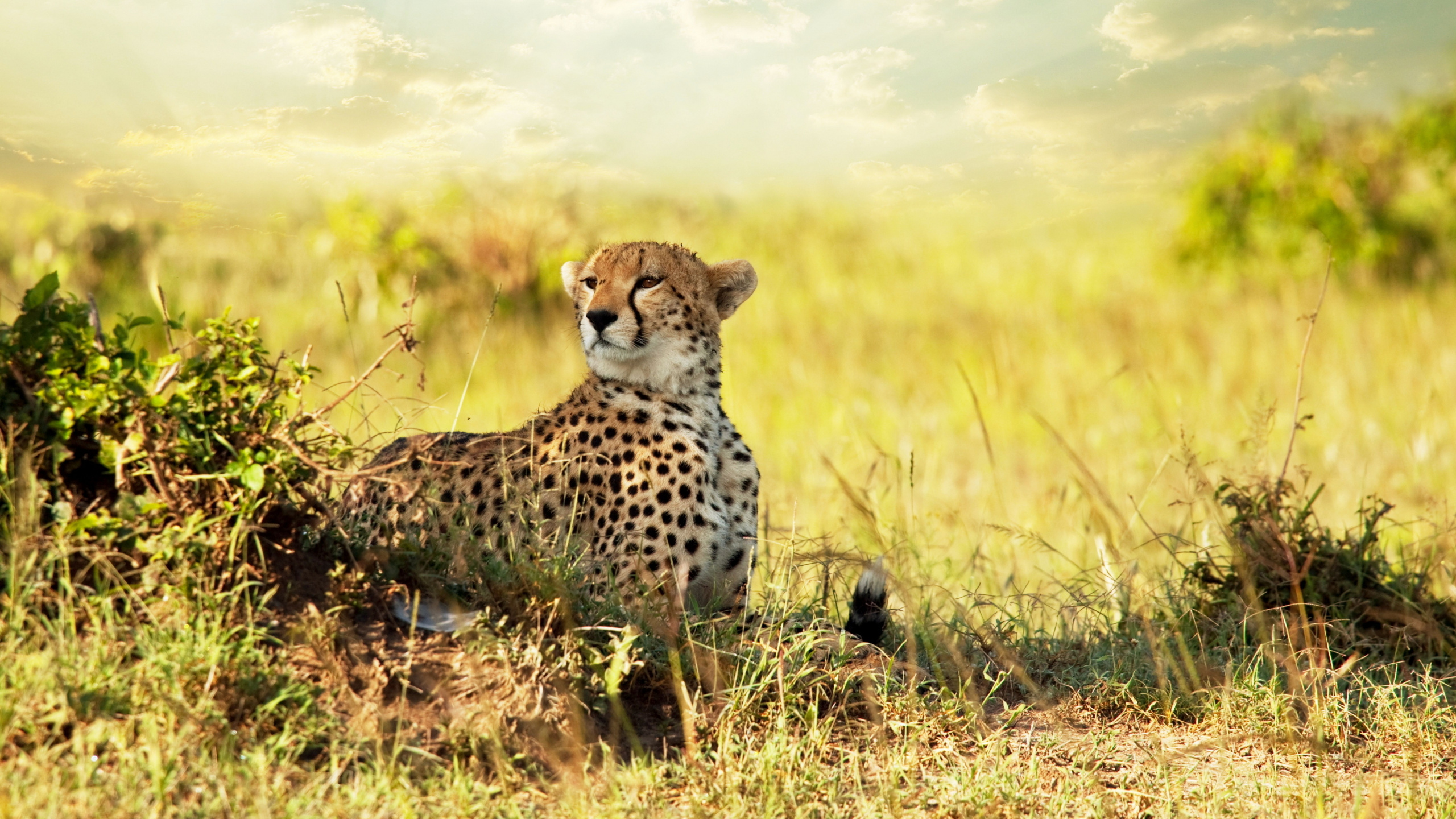 Обои наземные животные, живая природа, Гепард, сенокосное угодье, Саванна в разрешении 2560x1440