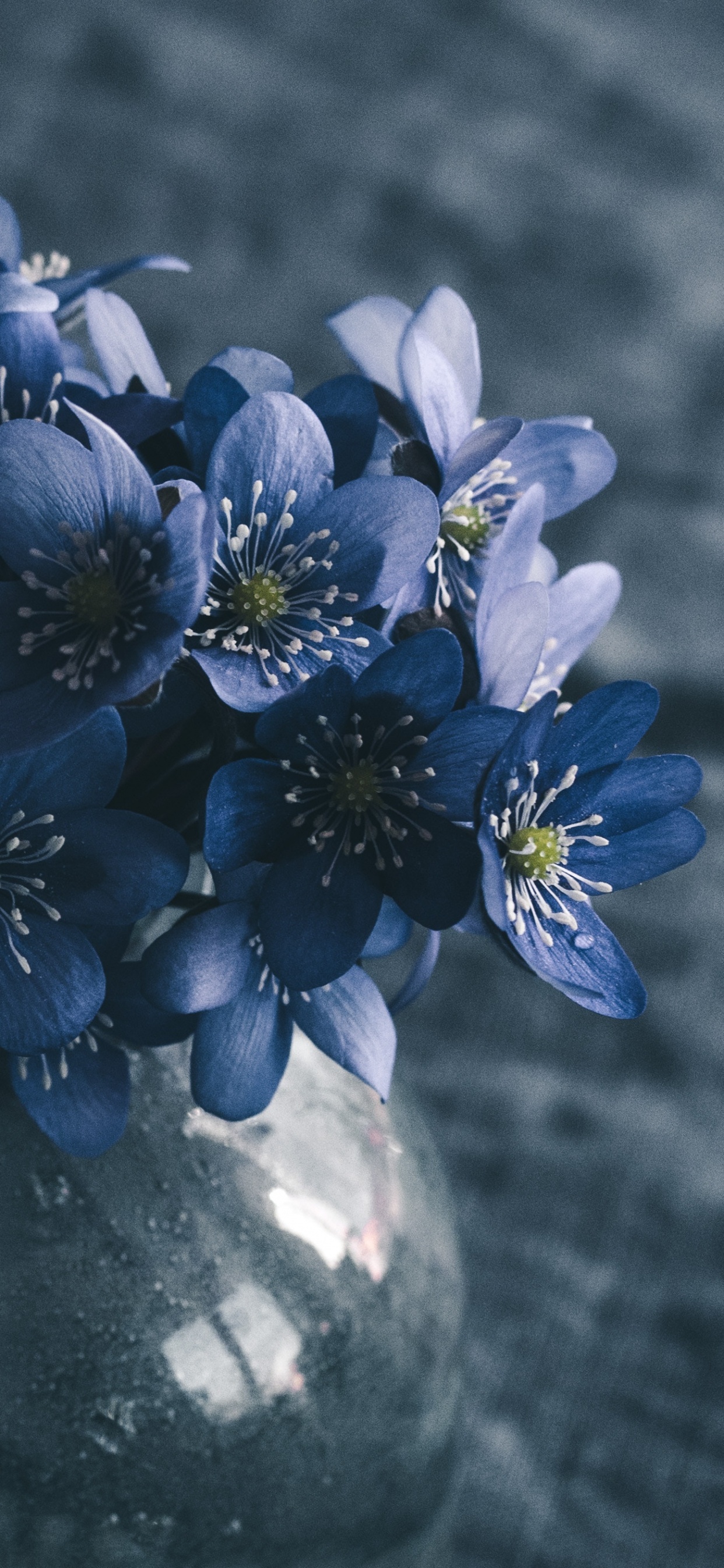 Обои весна, цветок, синий, лепесток, растение в разрешении 1242x2688