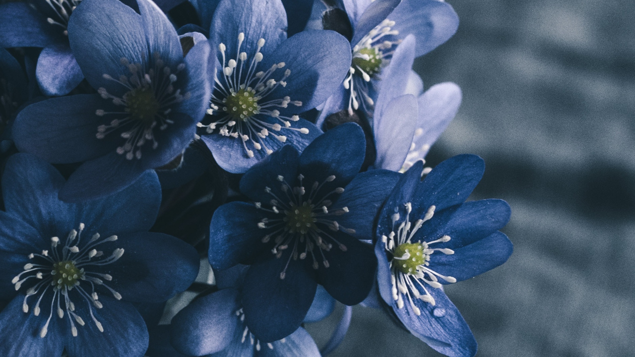 Обои весна, цветок, синий, лепесток, растение в разрешении 1280x720