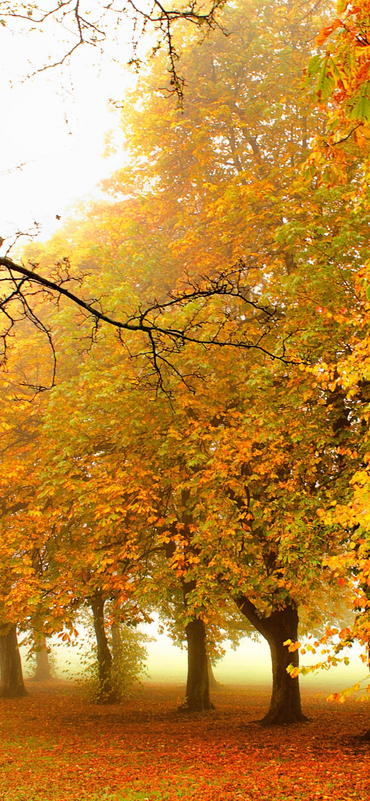 Обои природа, дерево, лист, осень, листопадные в разрешении 1242x2688