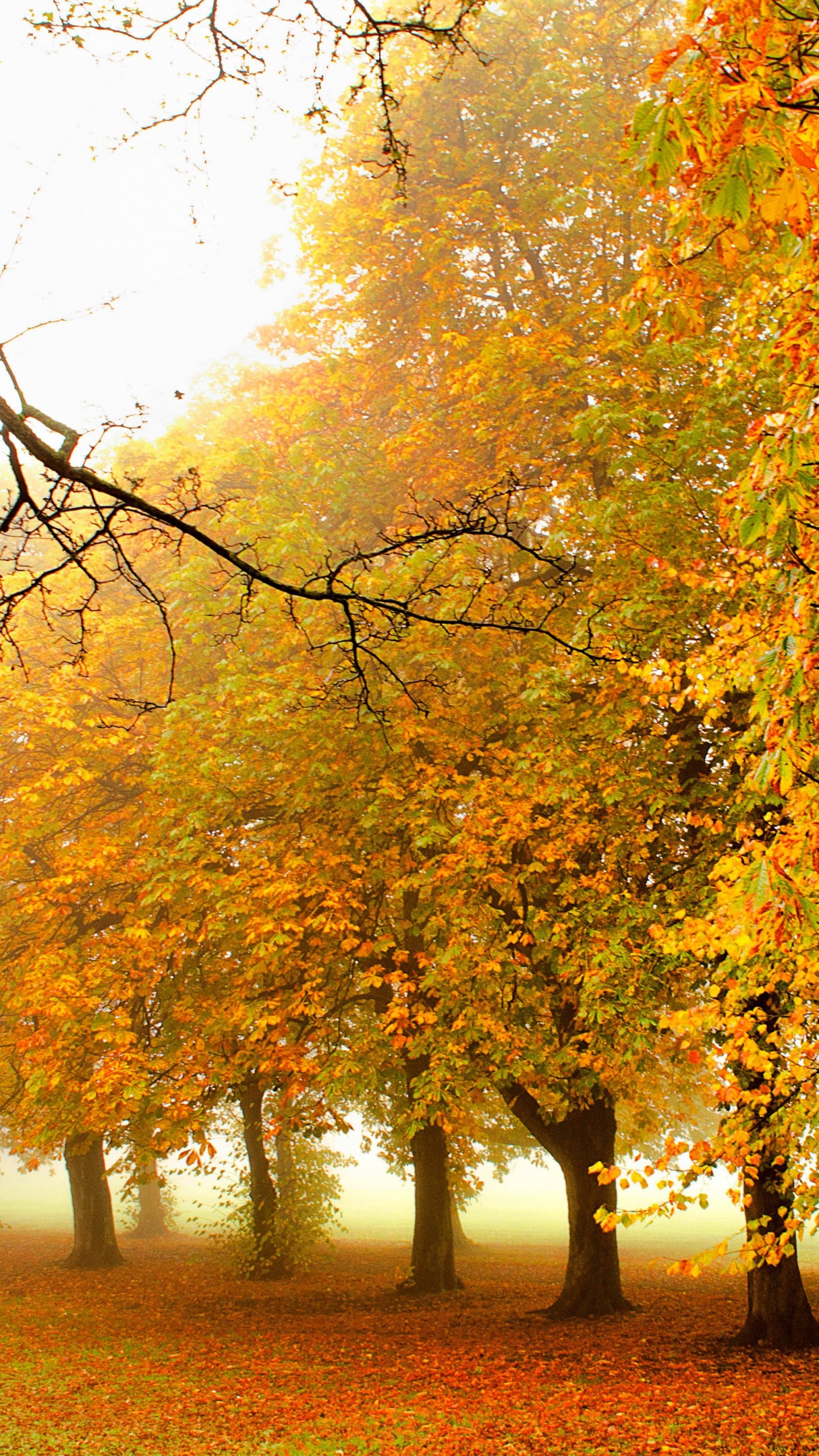 Обои природа, дерево, лист, осень, листопадные в разрешении 1440x2560