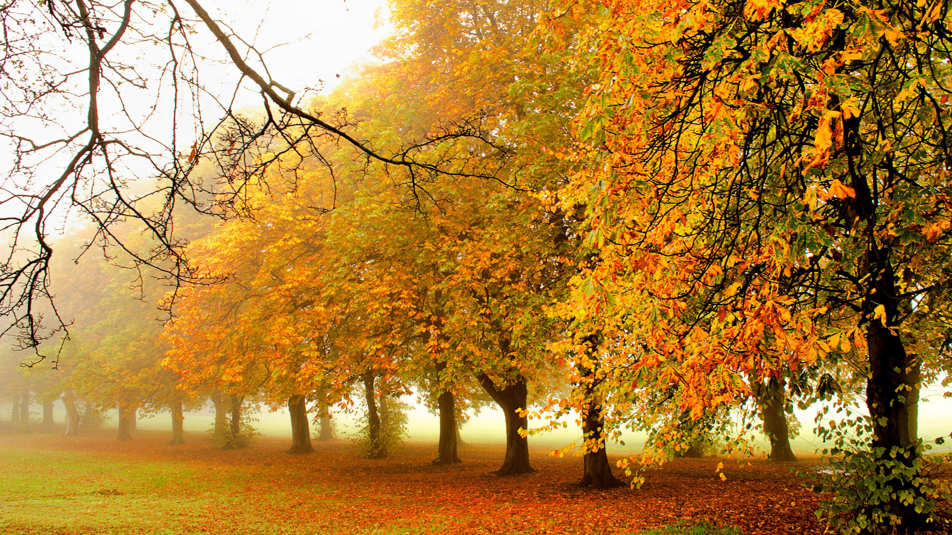 Обои природа, дерево, лист, осень, листопадные в разрешении 1920x1080