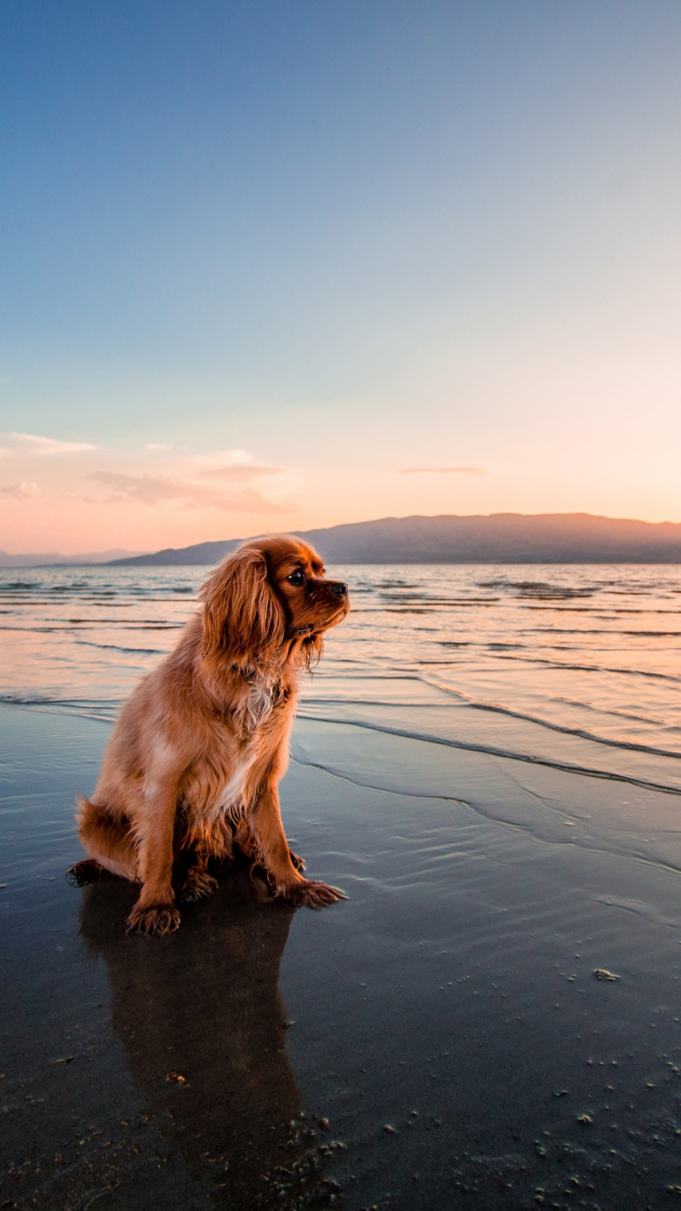 Обои чау чау, кавалер Кинг Чарльз спаниель, английский кокер спаниель, кот, лабрадор в разрешении 750x1334