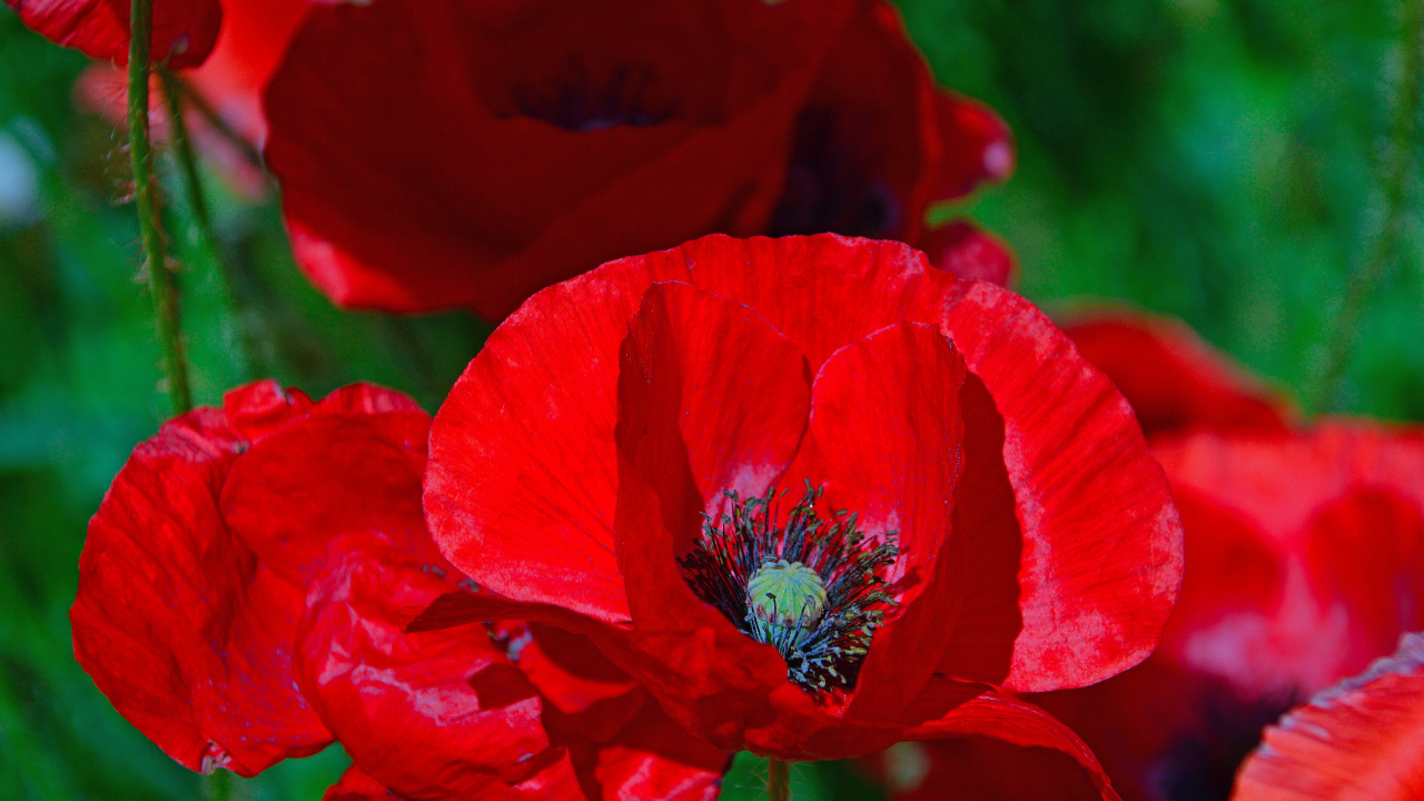 Обои распространенные мака, цветок, цветковое растение, красный цвет, лепесток в разрешении 1280x720