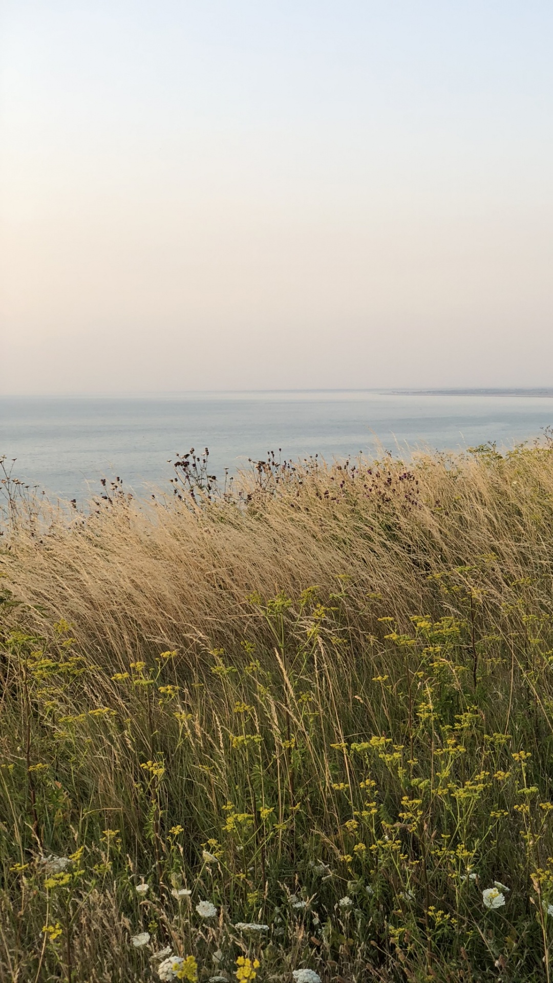 Обои море, трава, растительность, окружающая среда, растительное сообщество в разрешении 1080x1920