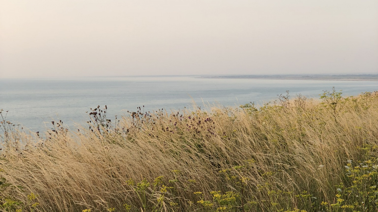 Обои море, трава, растительность, окружающая среда, растительное сообщество в разрешении 1280x720