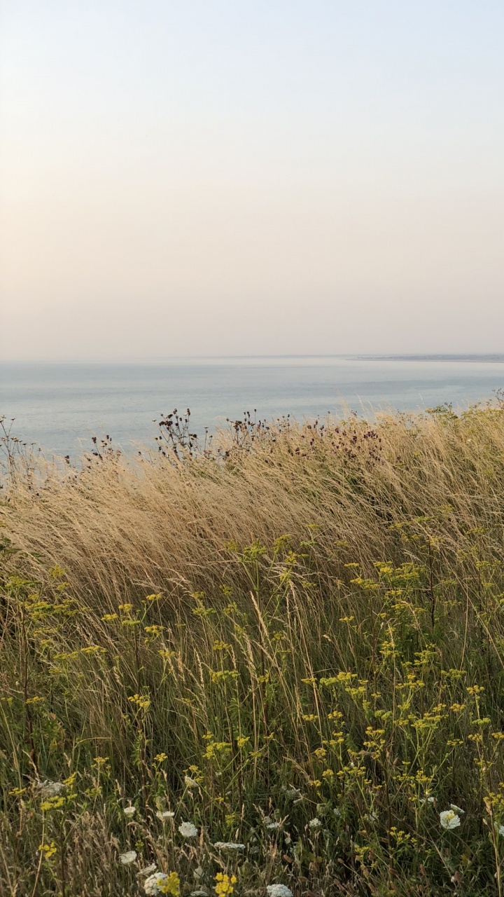 Обои море, трава, растительность, окружающая среда, растительное сообщество в разрешении 720x1280