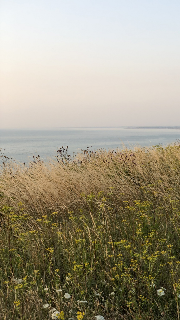 Обои море, трава, растительность, окружающая среда, растительное сообщество в разрешении 750x1334