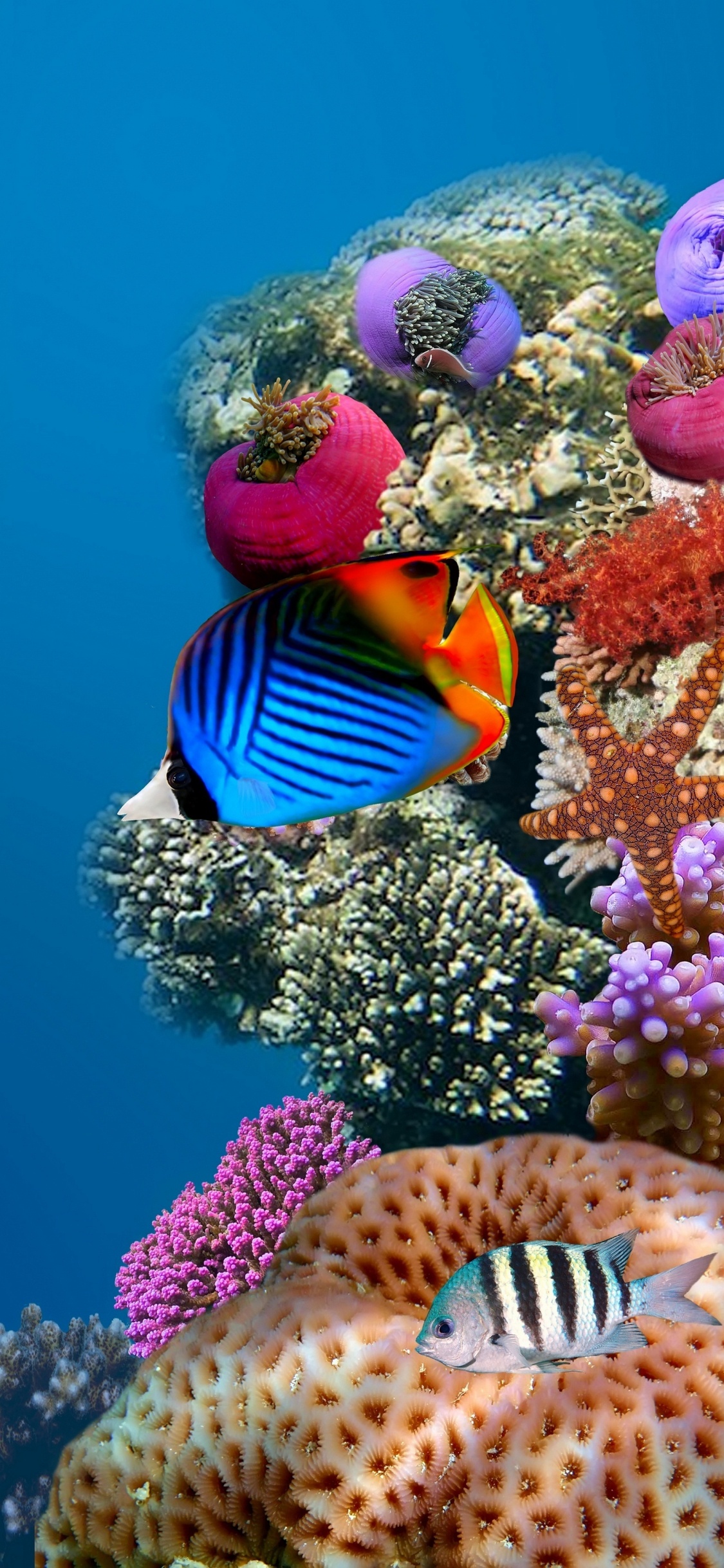 Обои коралловый риф, коралловый риф рыбы, подземные воды, рыба, морская биология в разрешении 1125x2436