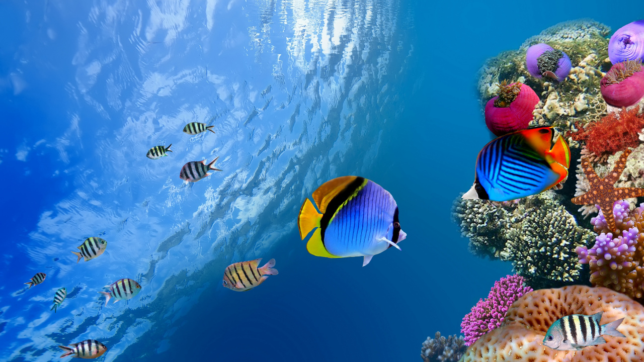 Обои коралловый риф, коралловый риф рыбы, подземные воды, рыба, морская биология в разрешении 1280x720