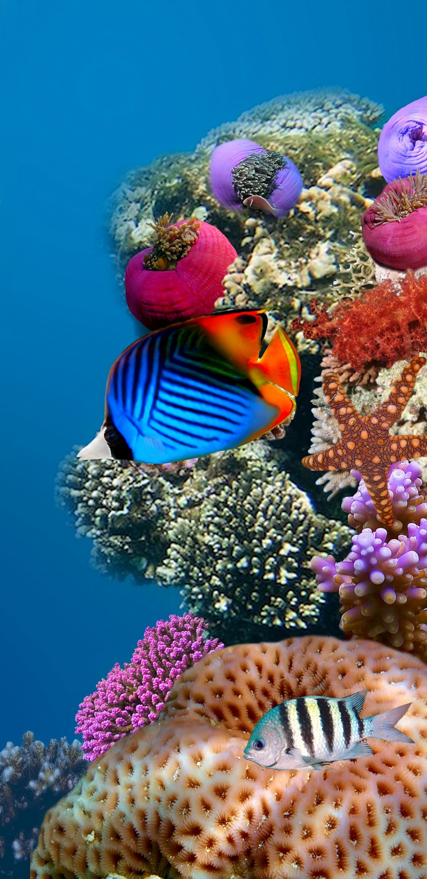 Обои коралловый риф, коралловый риф рыбы, подземные воды, рыба, морская биология в разрешении 1440x2960