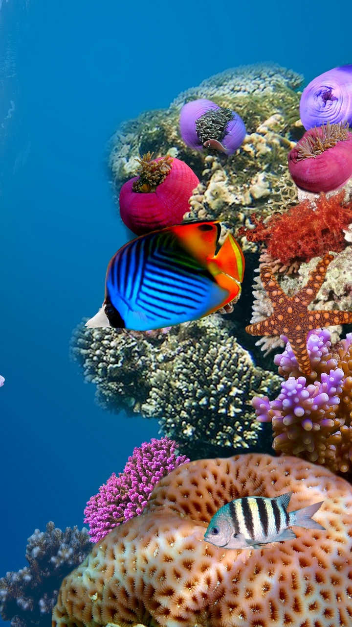 Обои коралловый риф, коралловый риф рыбы, подземные воды, рыба, морская биология в разрешении 720x1280