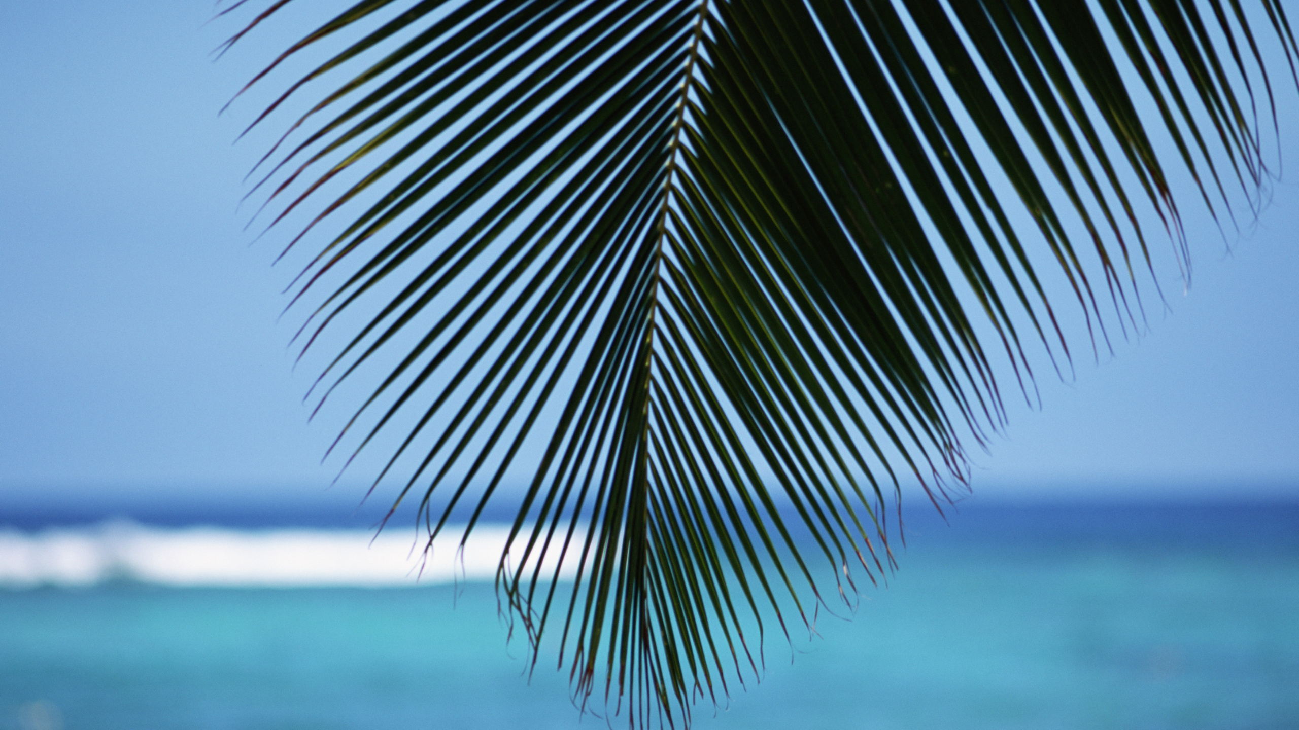 Обои море, дерево, тропическая зона, Пальма, небо в разрешении 2560x1440