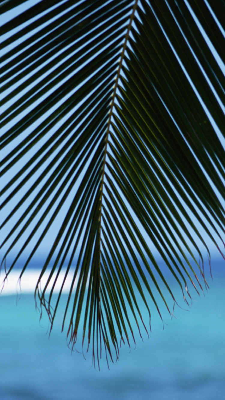 Обои море, дерево, тропическая зона, Пальма, небо в разрешении 750x1334