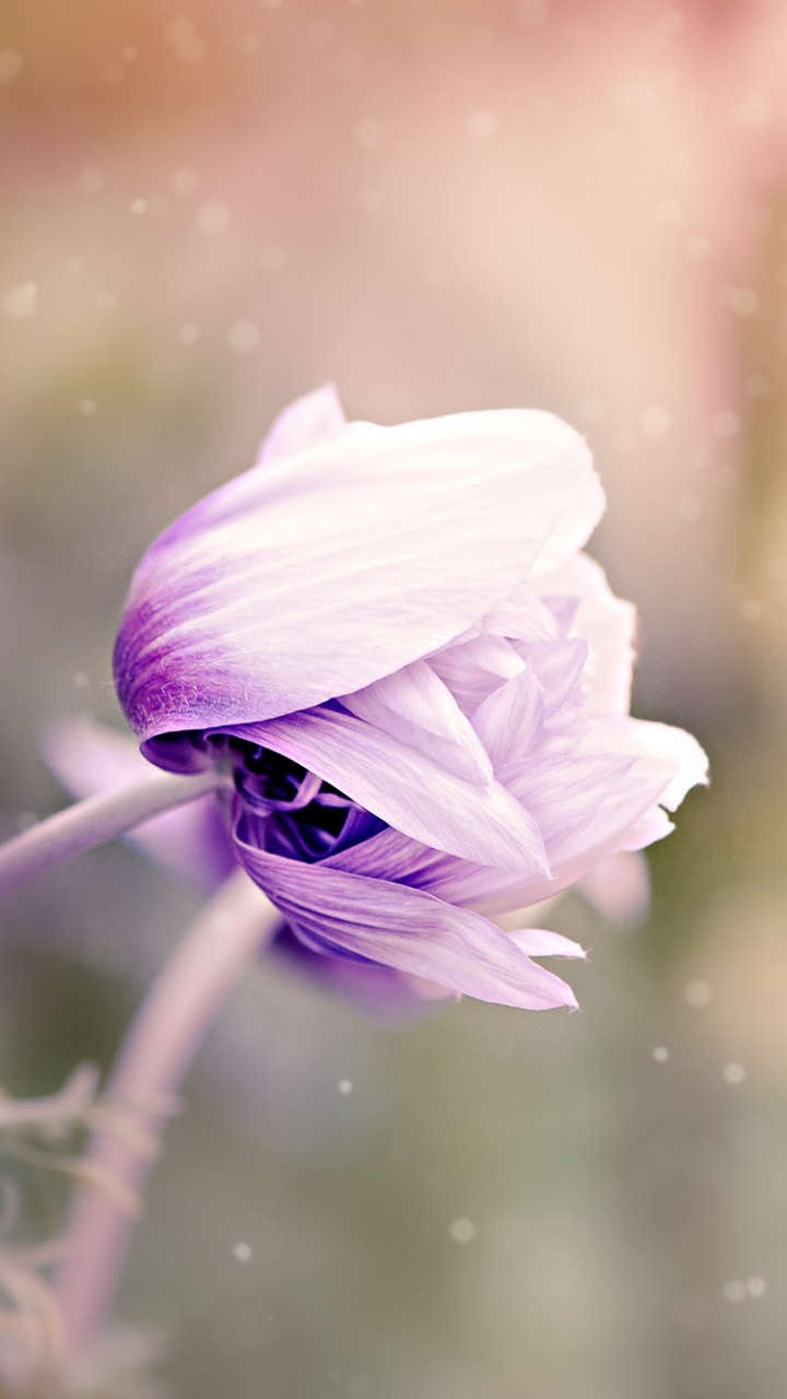 Обои цветок, Фиолетовый, пурпур, цветник, цветковое растение в разрешении 720x1280