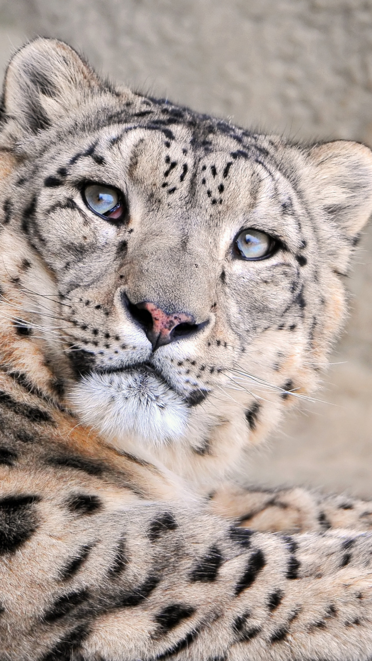 Обои снежный Барс, Леопард, наземные животные, живая природа, морда в разрешении 750x1334