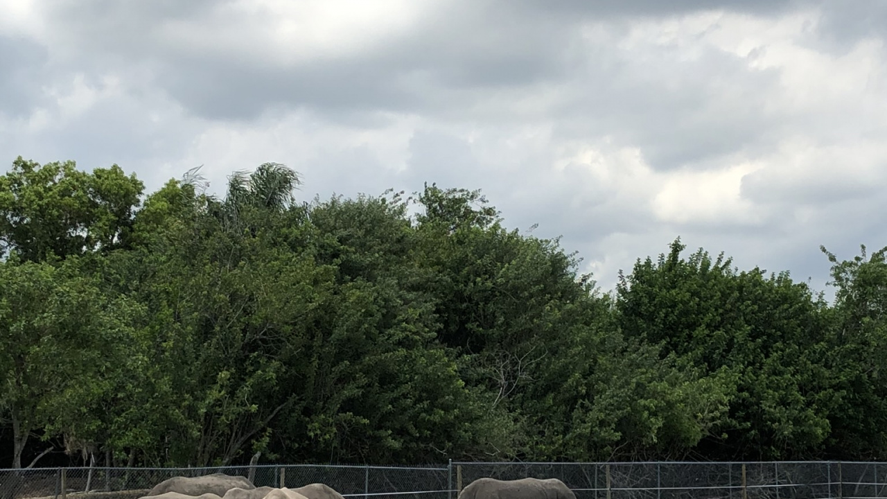 Обои сенокосное угодье, природный заповедник, зебра, природный ландшафт, пастбище в разрешении 1280x720